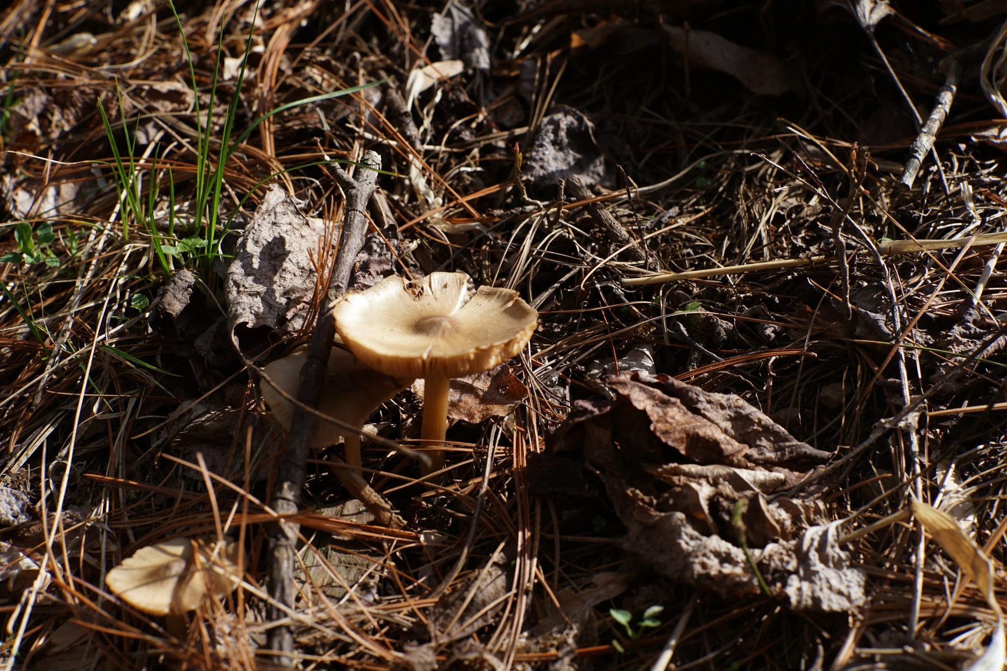 DSC00670 - Copy.jpg