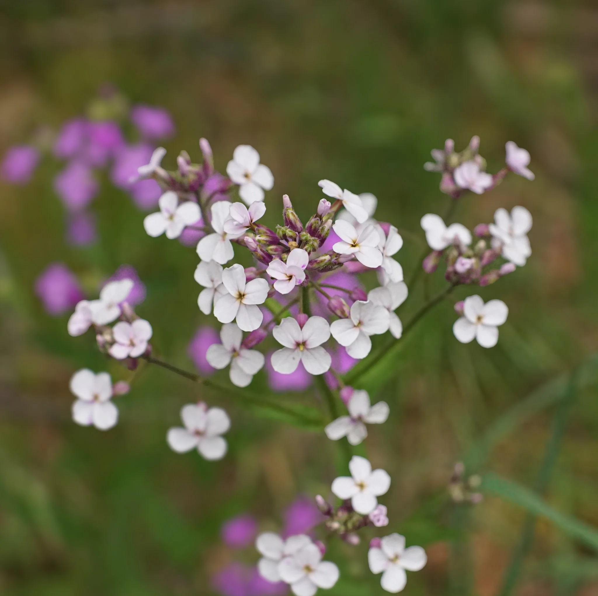 White Garden Phlox (Phlox Paniculata)  One of the  phlox species native to Southwest Virginia. It has been historically used as a blood purifier and treatment for skin conditions. Mid-spring-Early Fall | Central and eastern U.S.