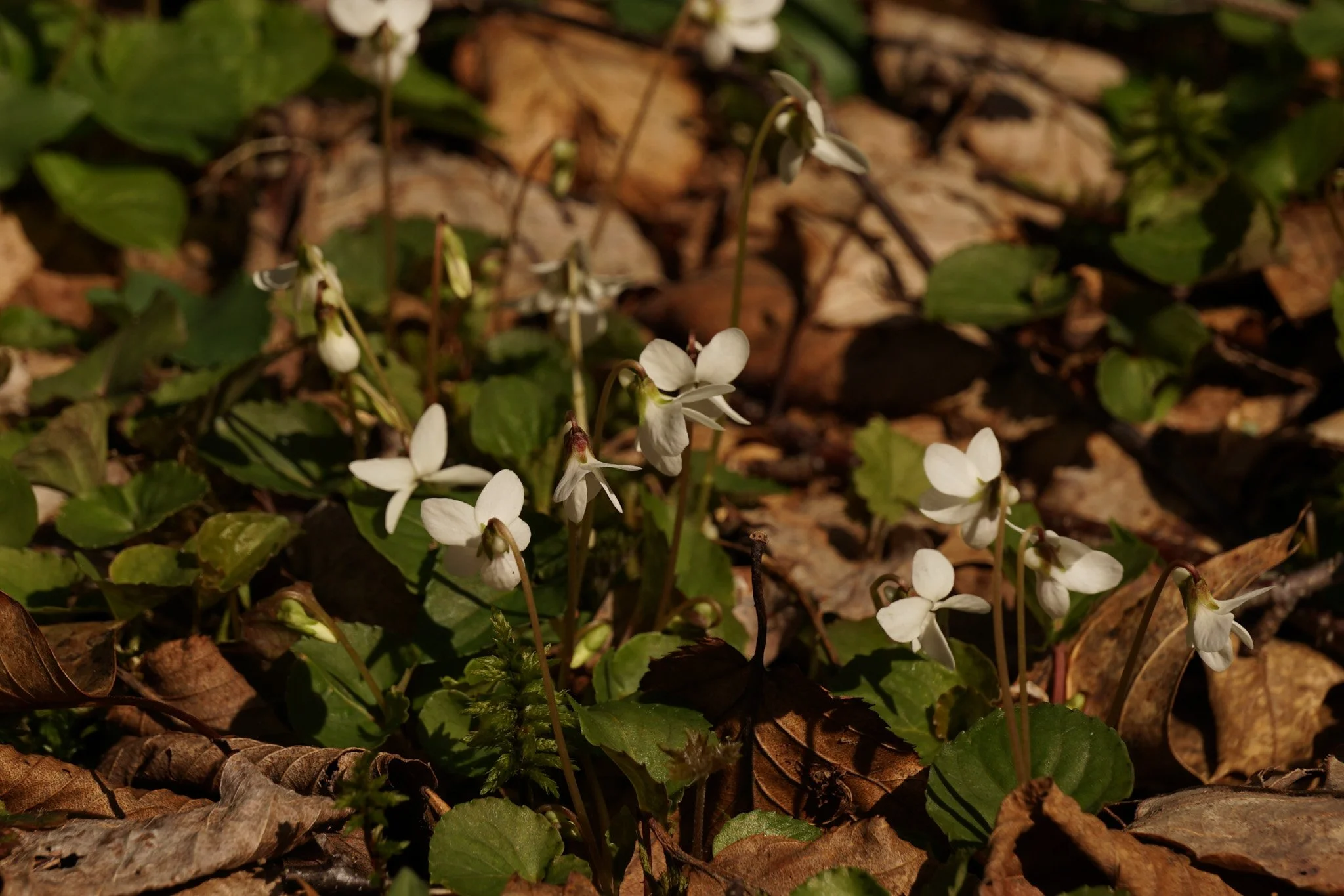 DSC00554 - Copy.jpg
