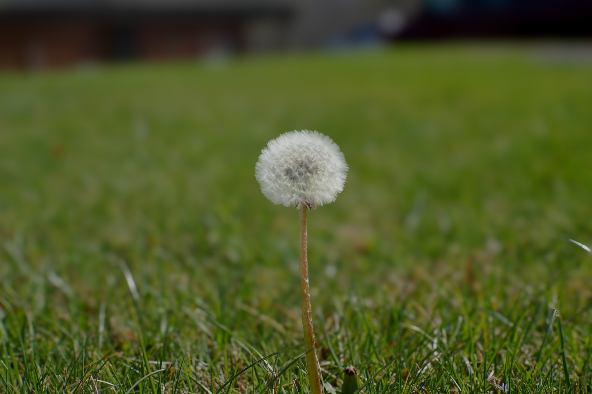 Common Dandelion SeedHead