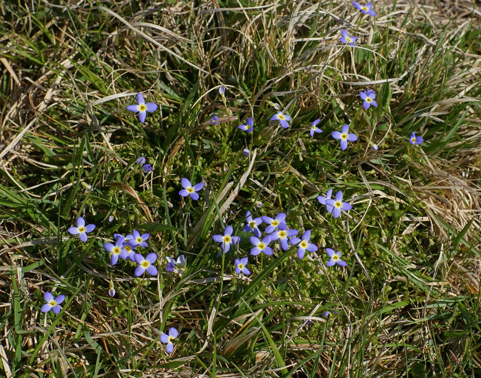 Thymeleaf Bluet (Houstonia Serpyllifolia)