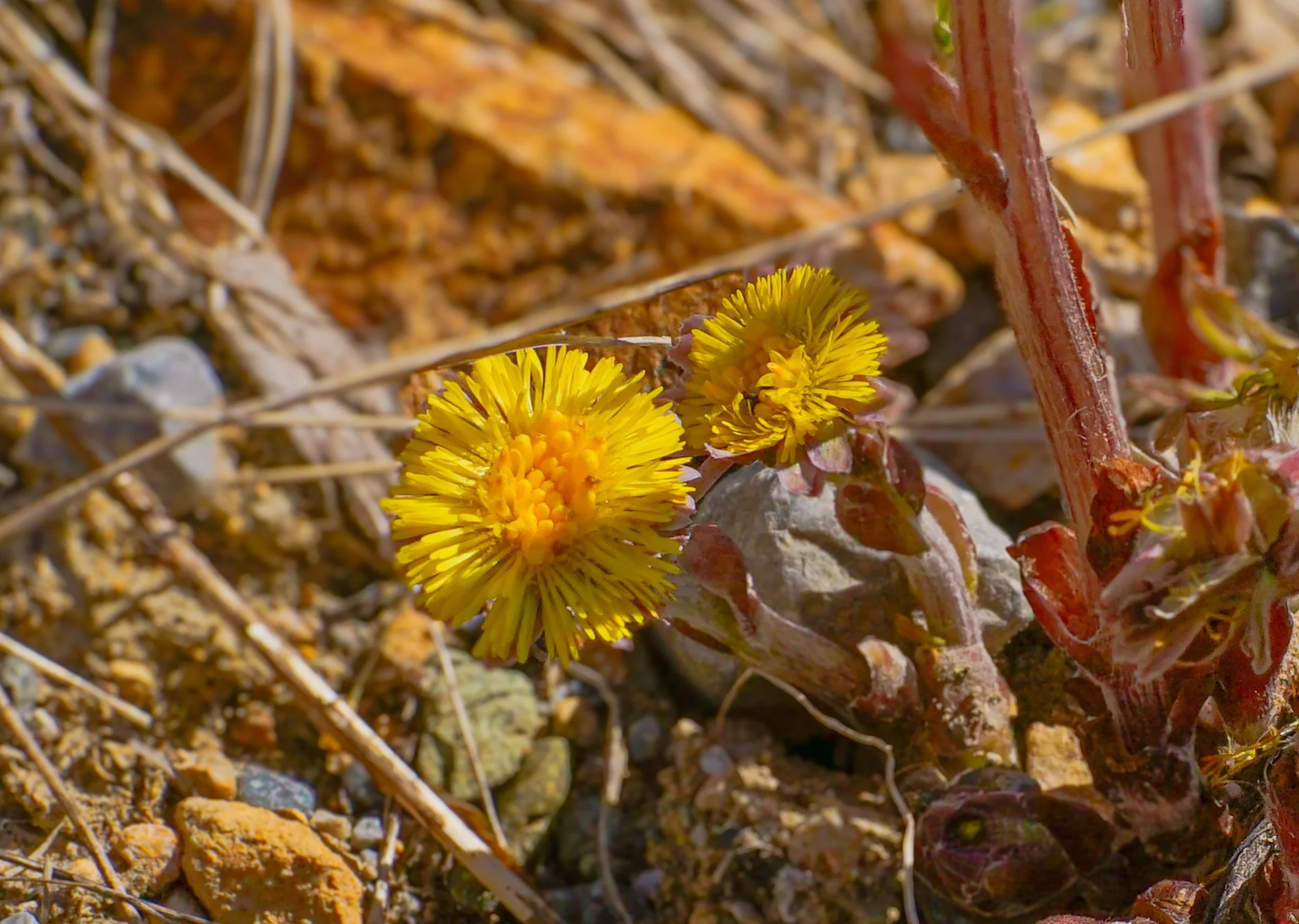 Coltsfoot (Tussilago Farfara)
