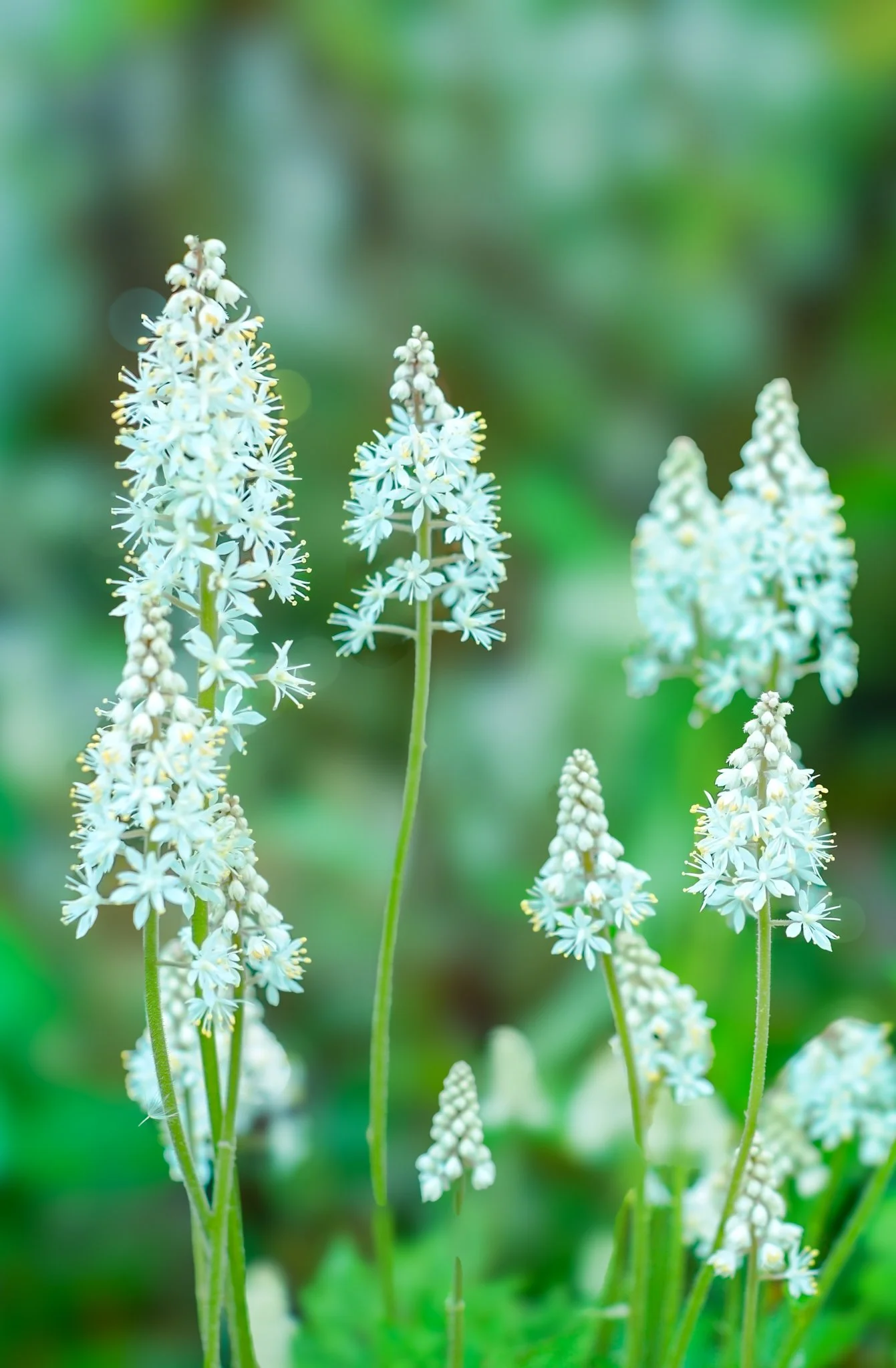 Foam Flower (Tiarella Cordifolia) One of Appalachia's most elfish flowers. The pattern of its flowers resemble that of hyacinth though it is not as toxic. 4-6 weeks between April and early June | Eastern U.S. and Canada