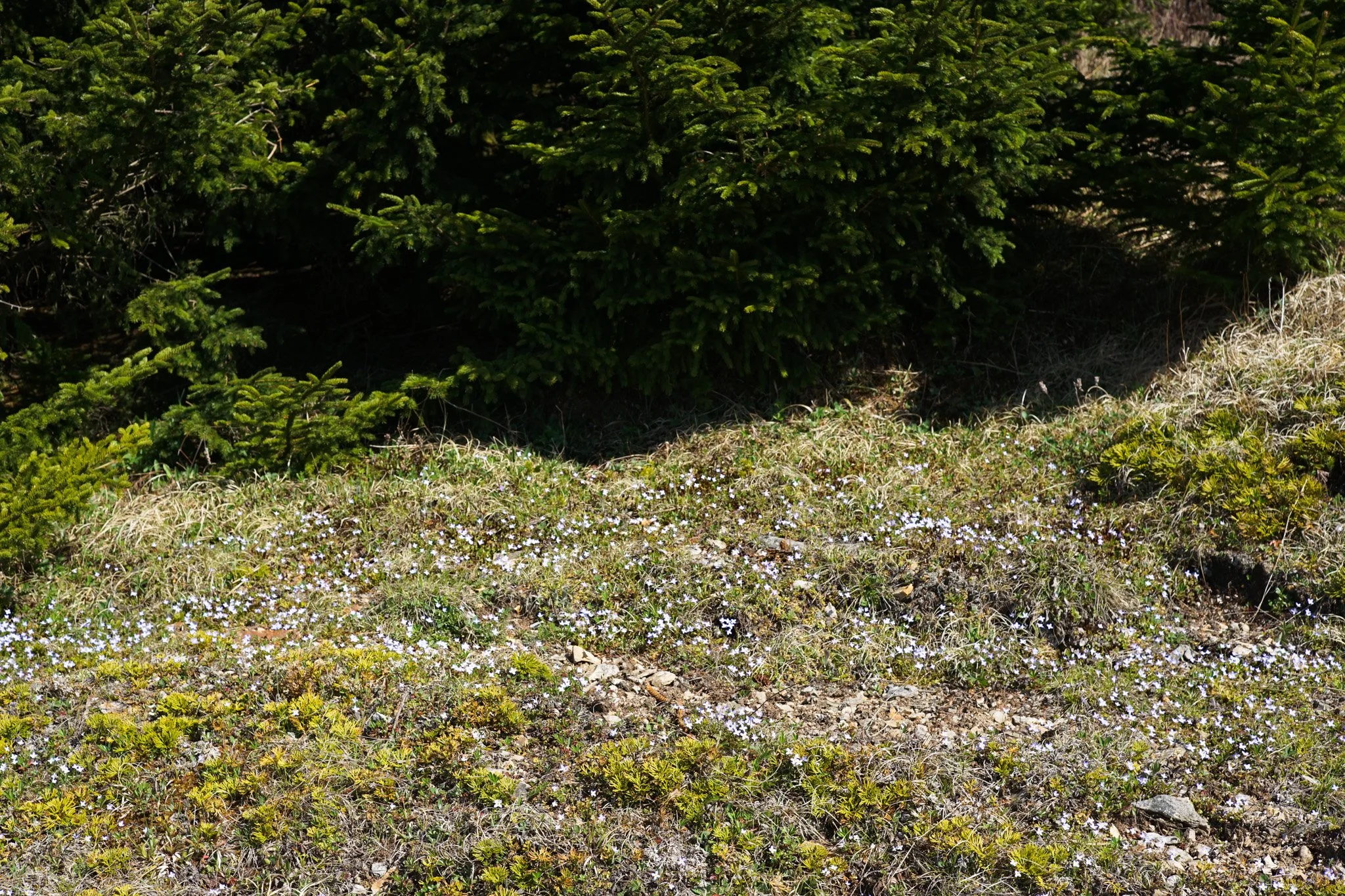Patch of Thymeleaf Bluets