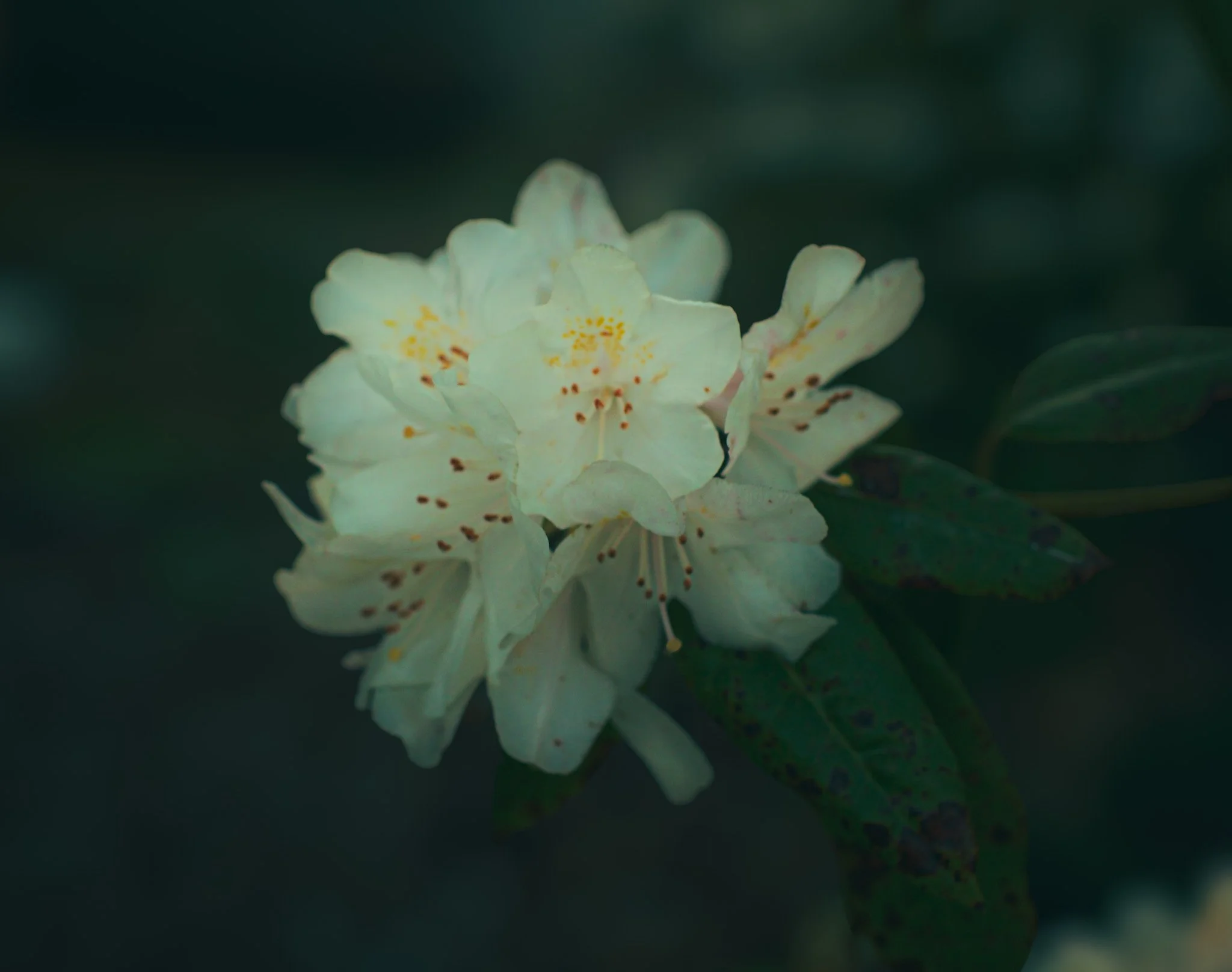 DSC00795.jpg