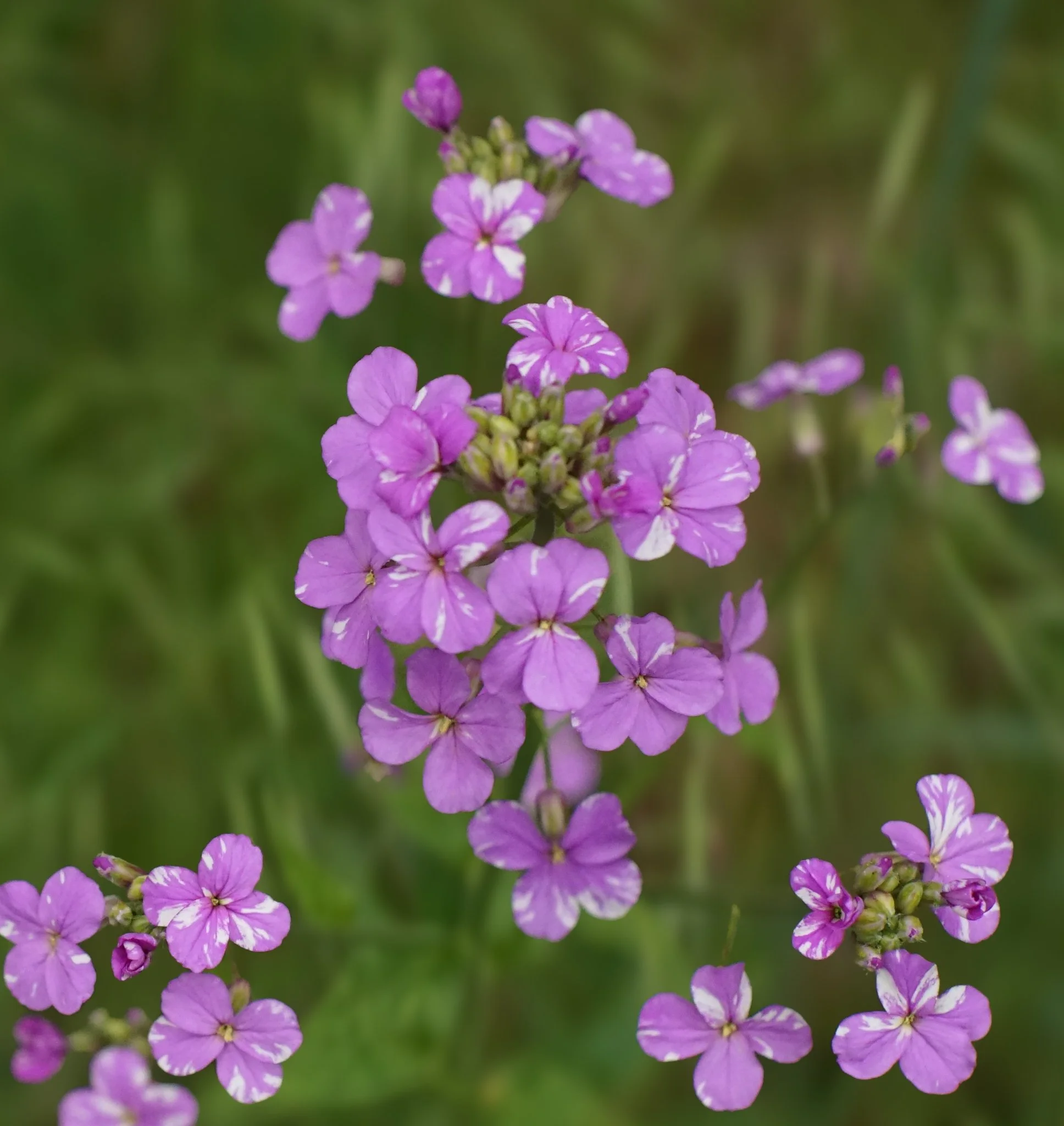 Purple Garden Phlox (Phlox Paniculata)  One of the  phlox species native to Southwest Virginia. It has been historically used as a blood purifier and treatment for skin conditions. Mid-spring-Early Fall | Central and eastern U.S.