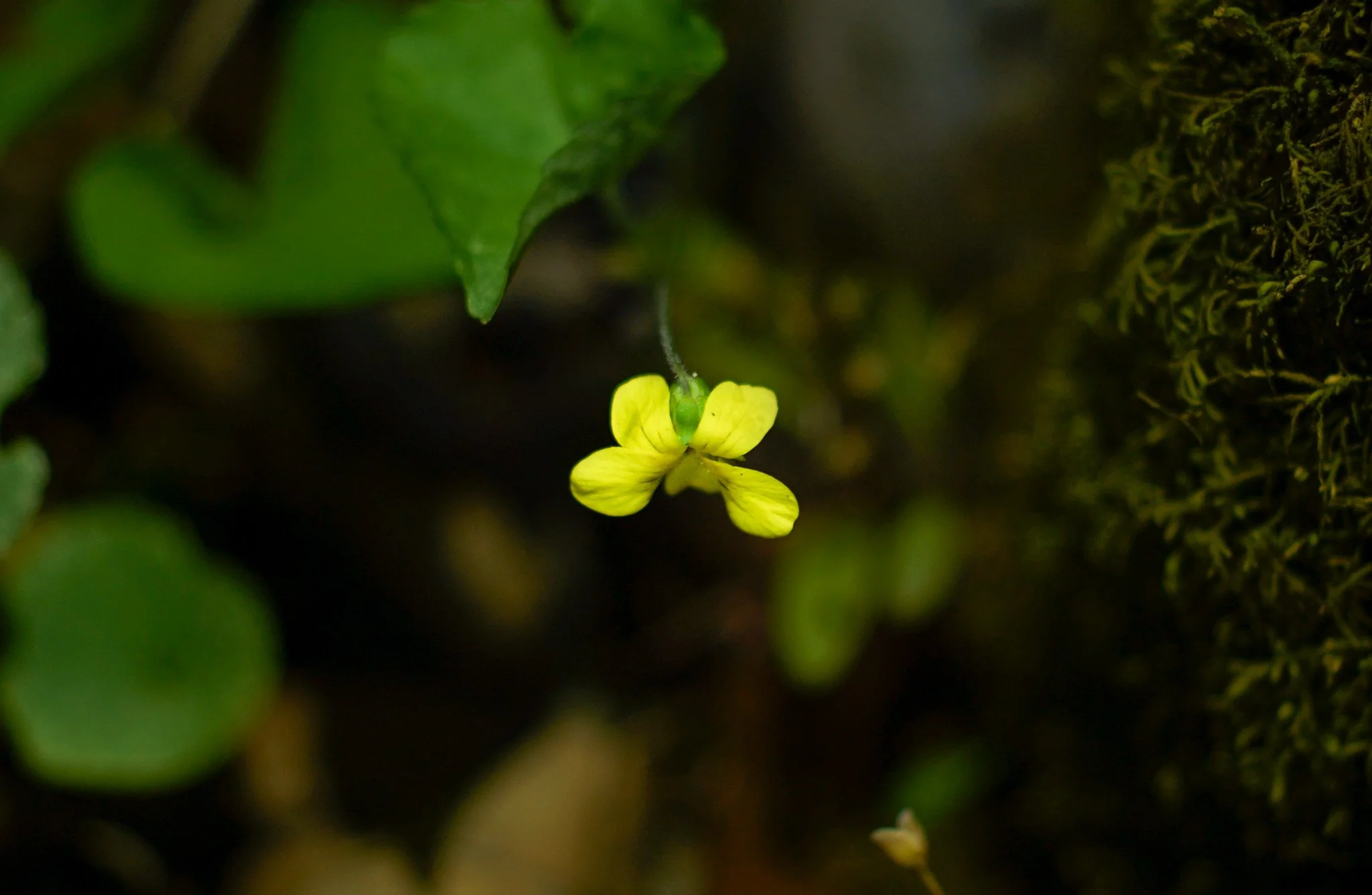 Downy Yellow Violet (Viola Pubescens)