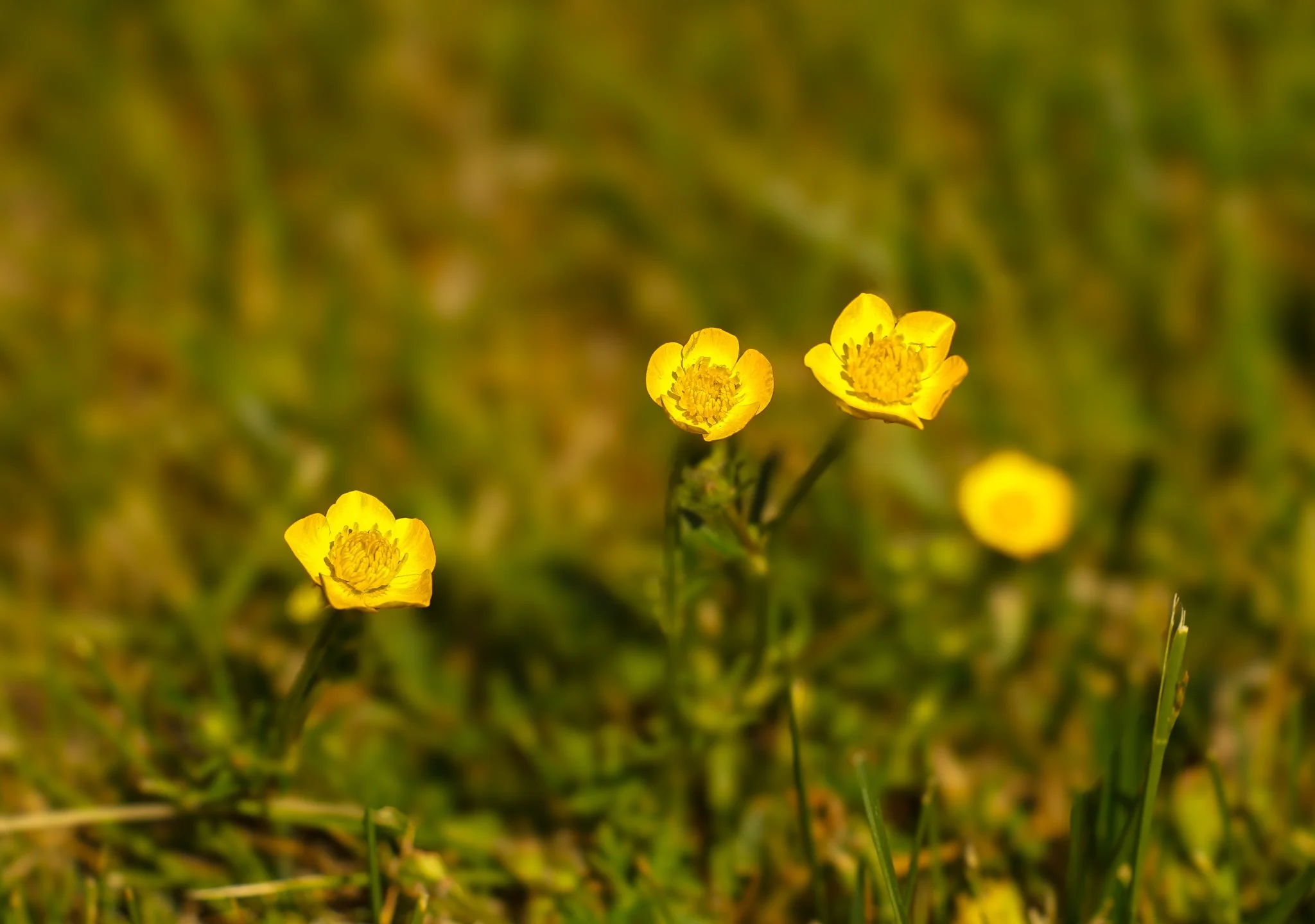 Bulbous Buttercup (Ranunculus Bulbosus)