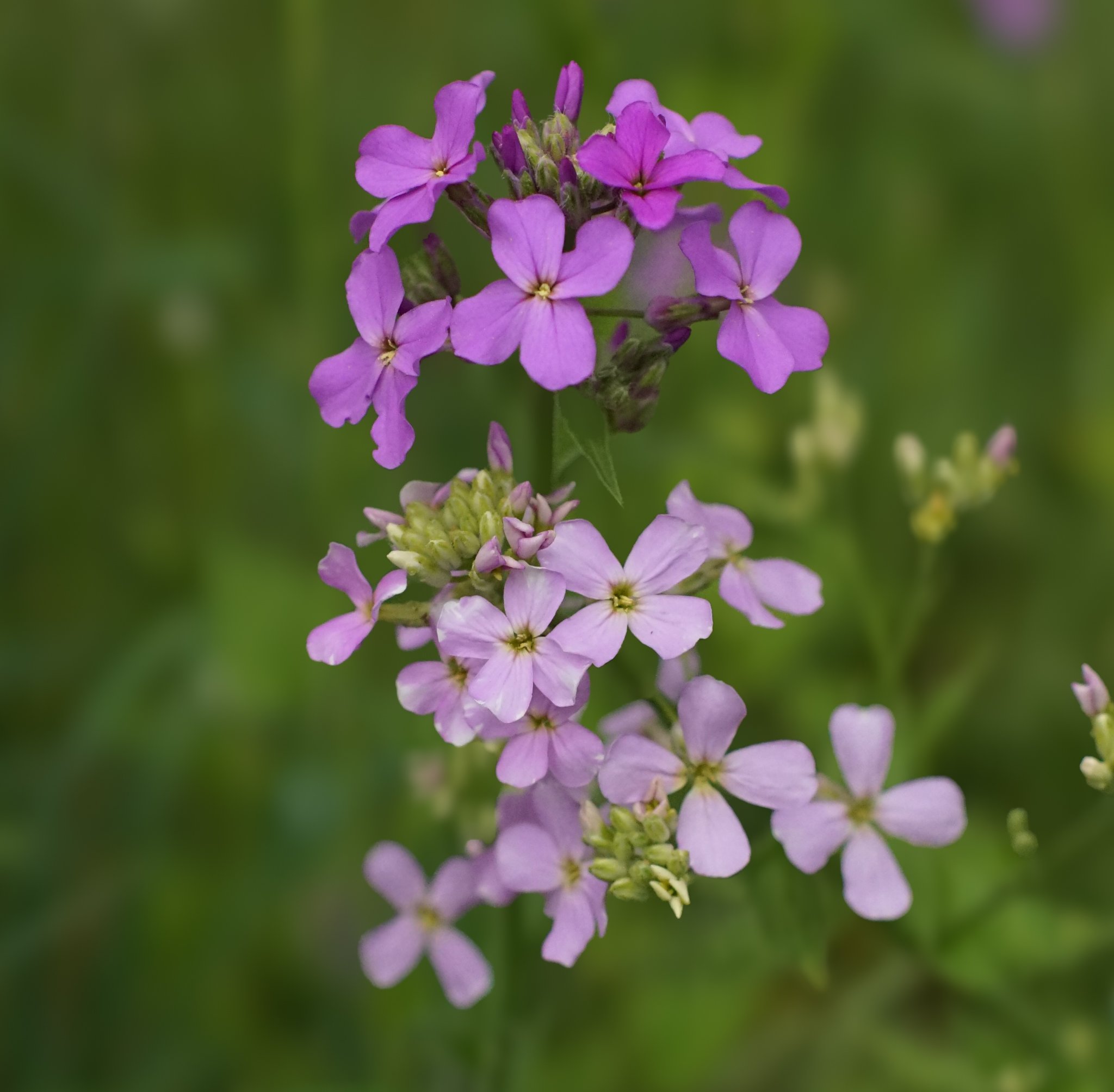 Purple Garden Phlox (Phlox Paniculata)  One of the  phlox species native to Southwest Virginia. It has been historically used as a blood purifier and treatment for skin conditions. Mid-spring-Early Fall | Central and eastern U.S.