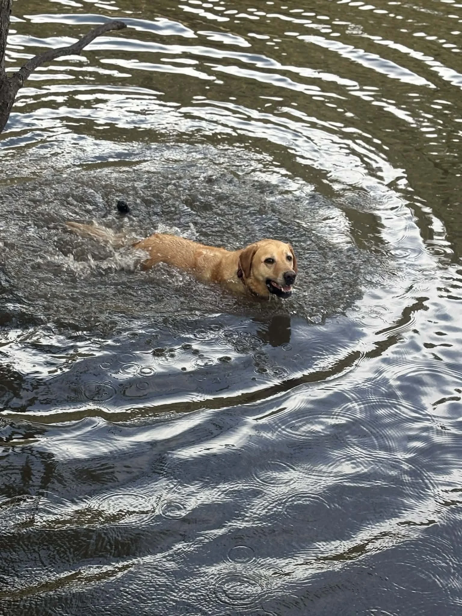 A golden retriever dog swimming in a body of water, with ripples and reflections on the surface.