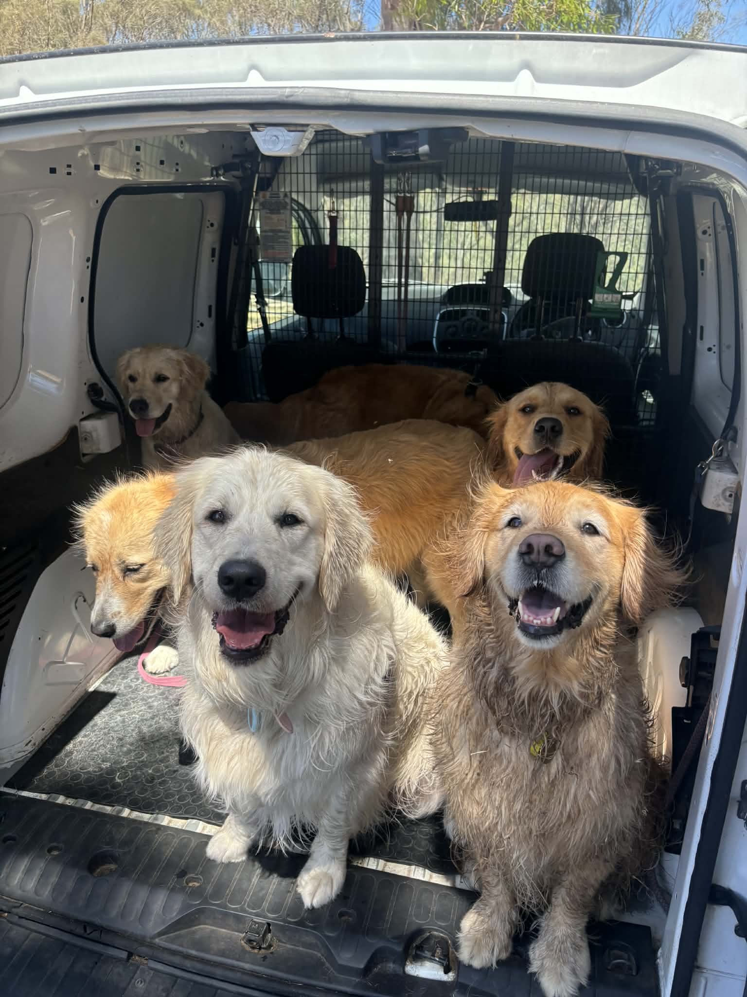 Six dogs, including Golden Retrievers and Labrador Retrievers, sitting inside the back of a vehicle with a metal partition.