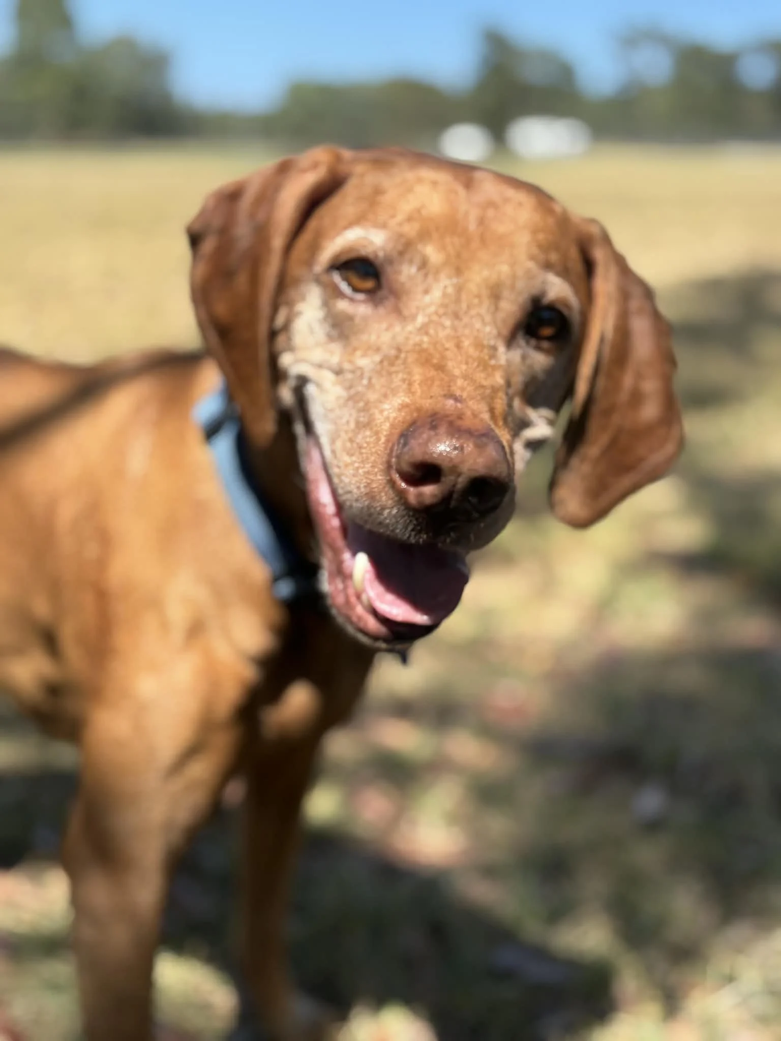 Close-up of a brown dog with floppy ears and a blue collar, standing outdoors with a blurred background of grass and trees under a blue sky.