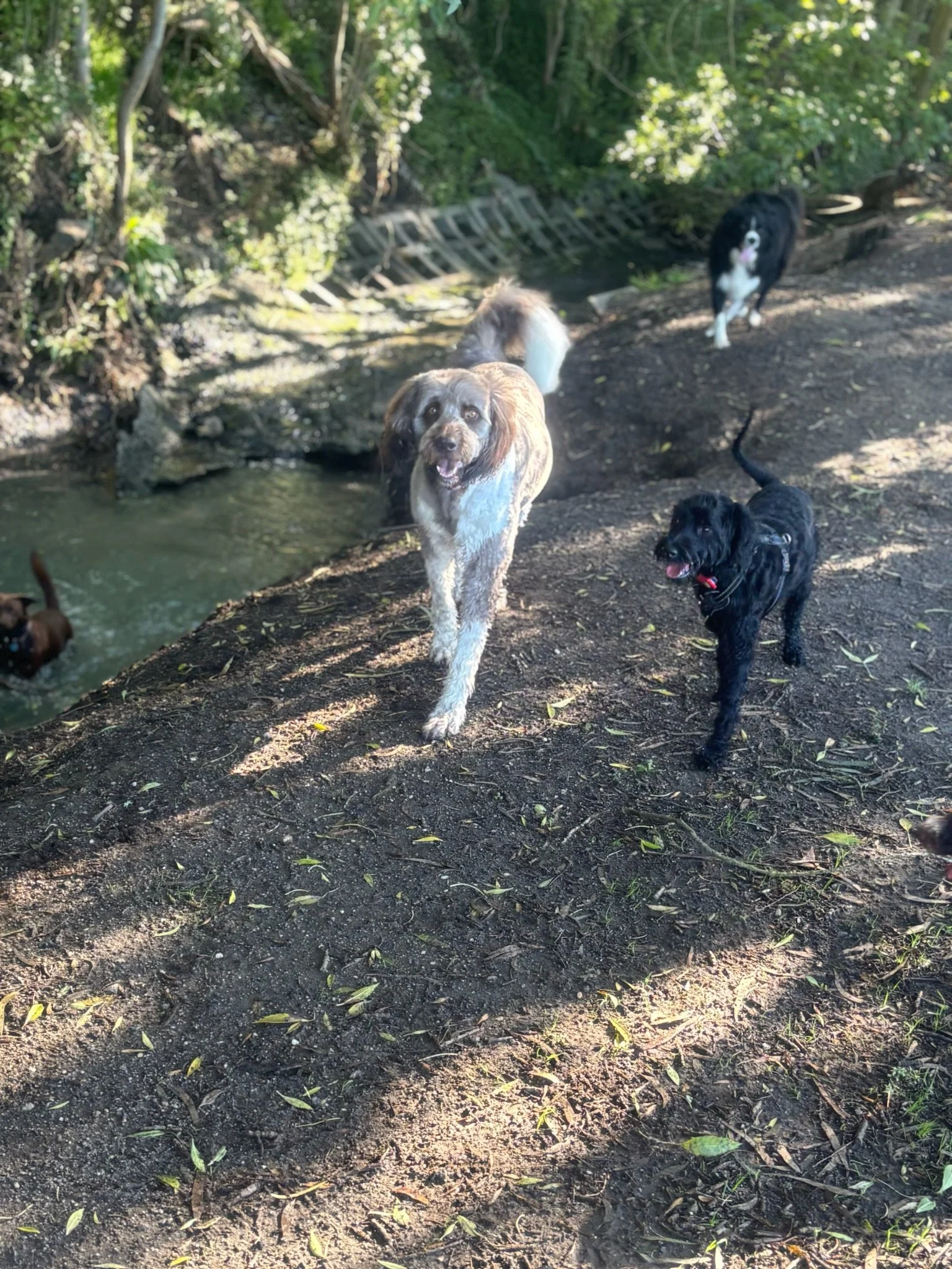 Three dogs walking on a dirt path in a wooded area with trees and greenery, near a small stream.