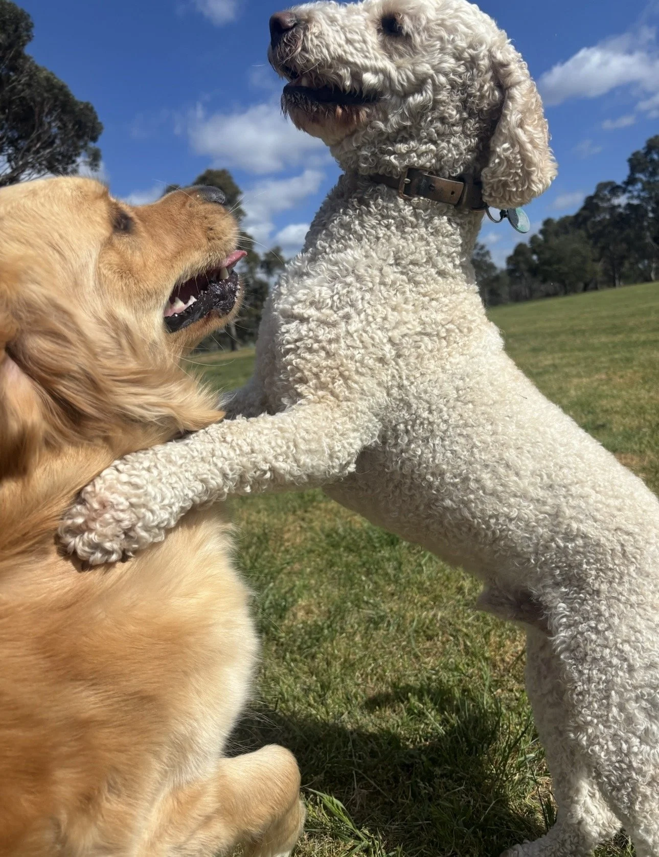Two dogs, one golden retriever and one poodle, playing together outdoors on a grassy field under a blue sky with clouds. The retriever is lying down with its mouth open, and the poodle is standing on its hind legs with its front paws on the retriever, seemingly engaging in play.
