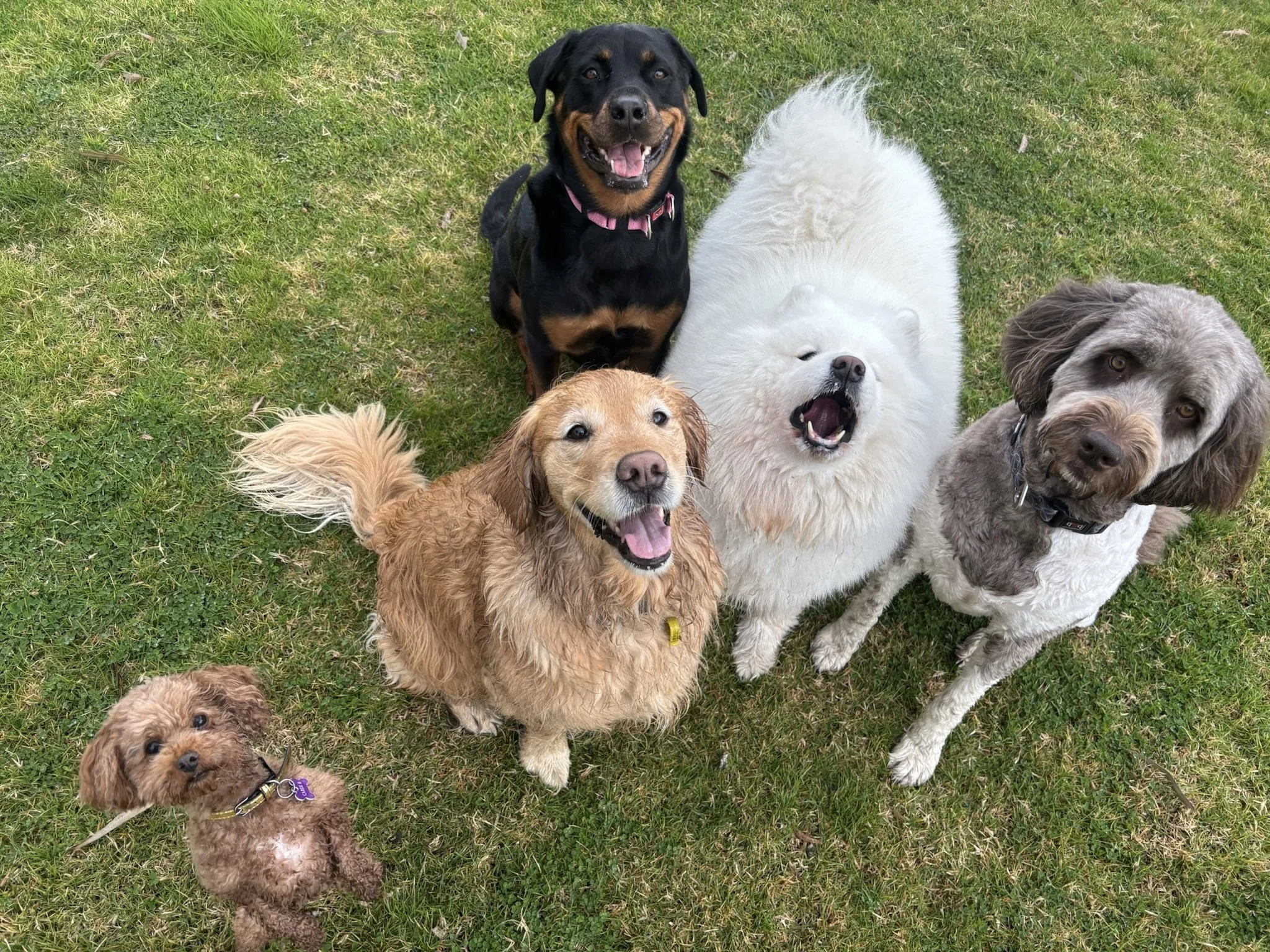 Group of five dogs on grass, including a black and tan dog, a curly brown dog, a large fluffy white dog, a gray and white dog, and a small light brown dog with a purple collar.