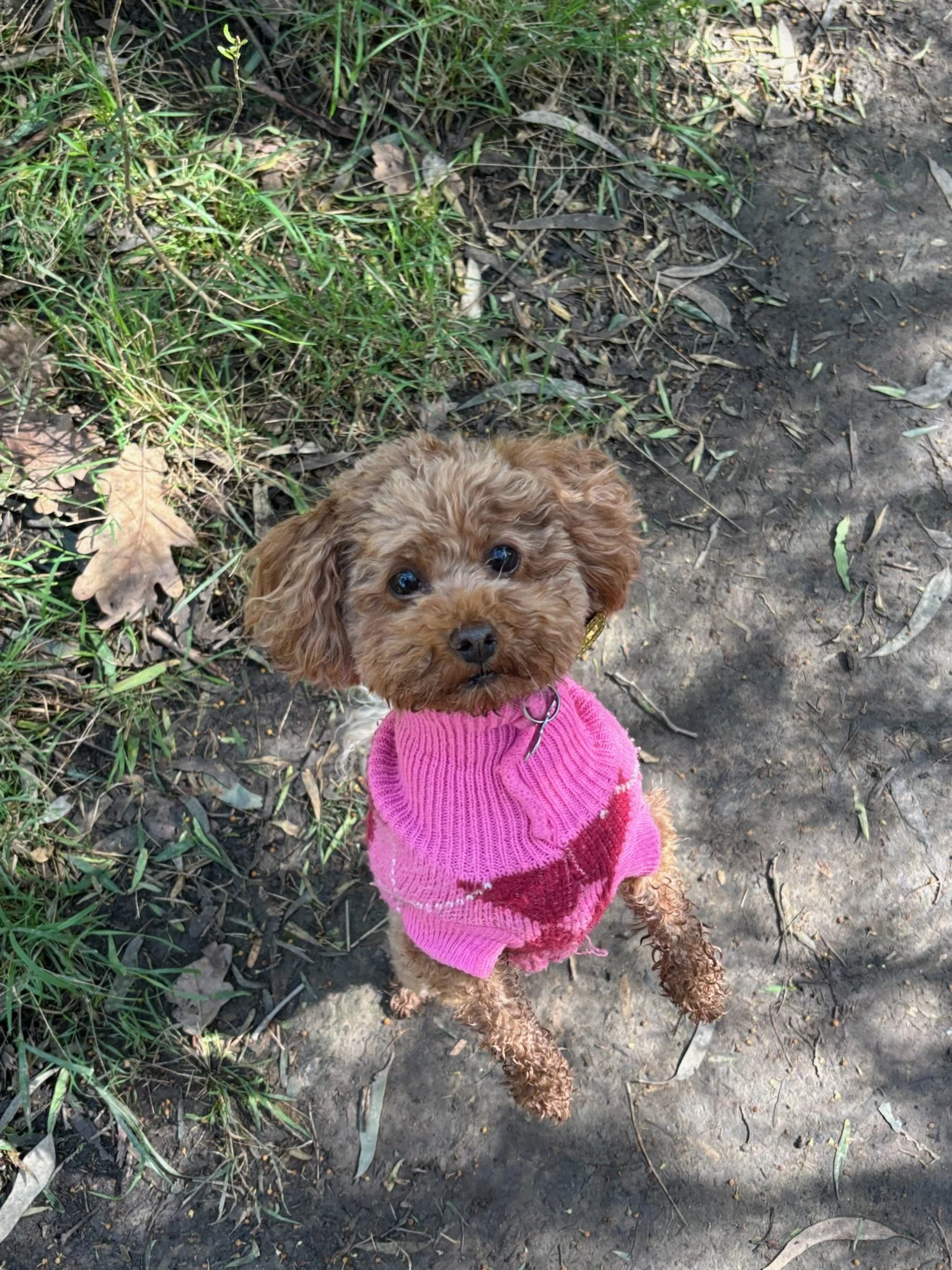 A small brown curly-haired puppy wearing a pink sweater, looking up at the camera, on a dirt and grass trail.