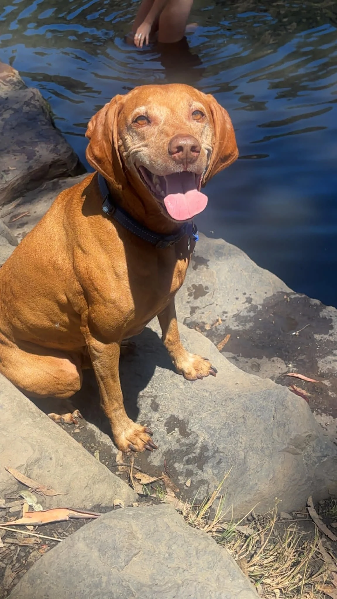 A happy brown dog sitting on rocks by a river, with a person wading in the water in the background.