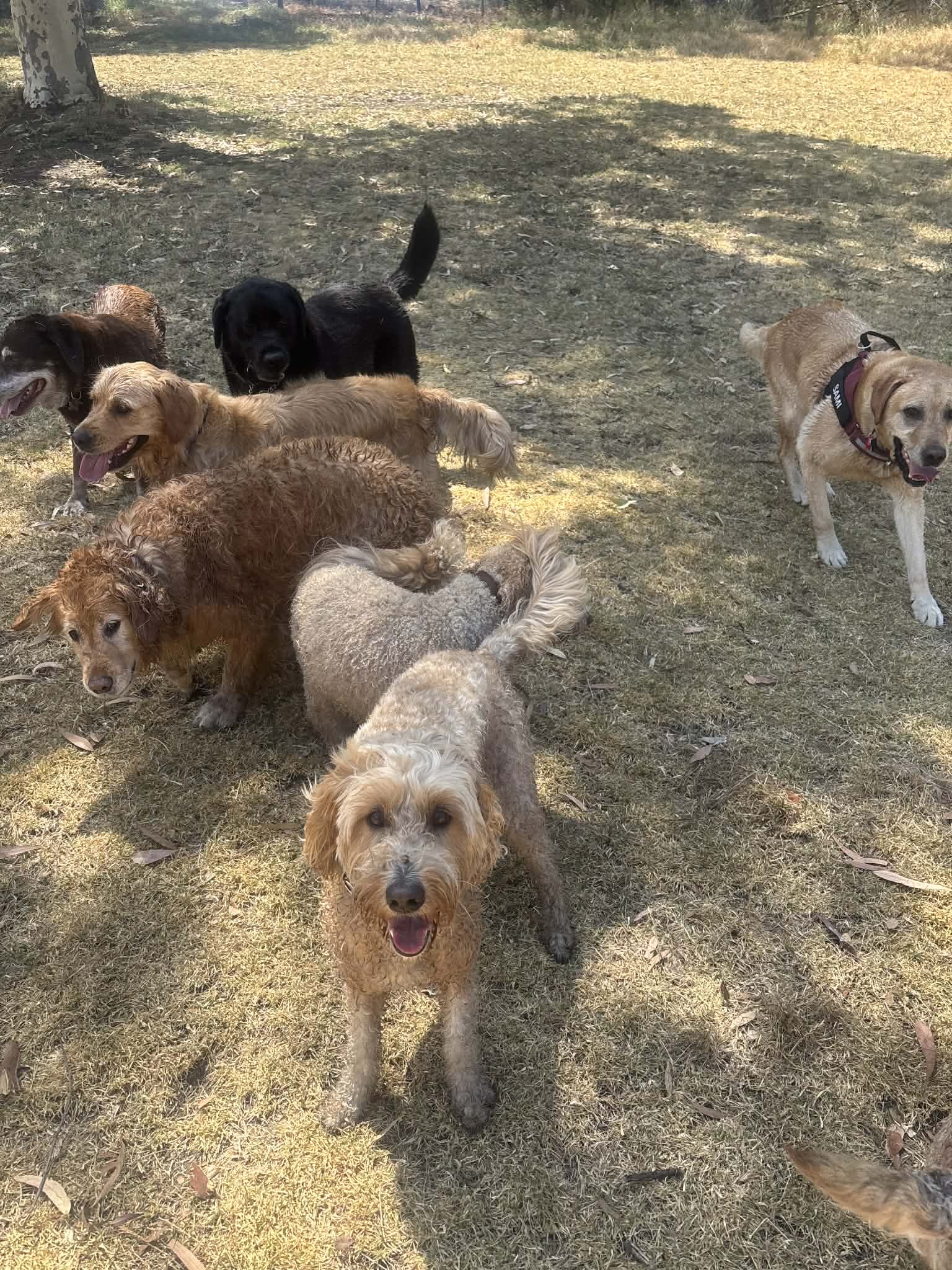 Multiple dogs of different breeds and sizes standing on a grassy outdoor area with trees and sunlight in the background.