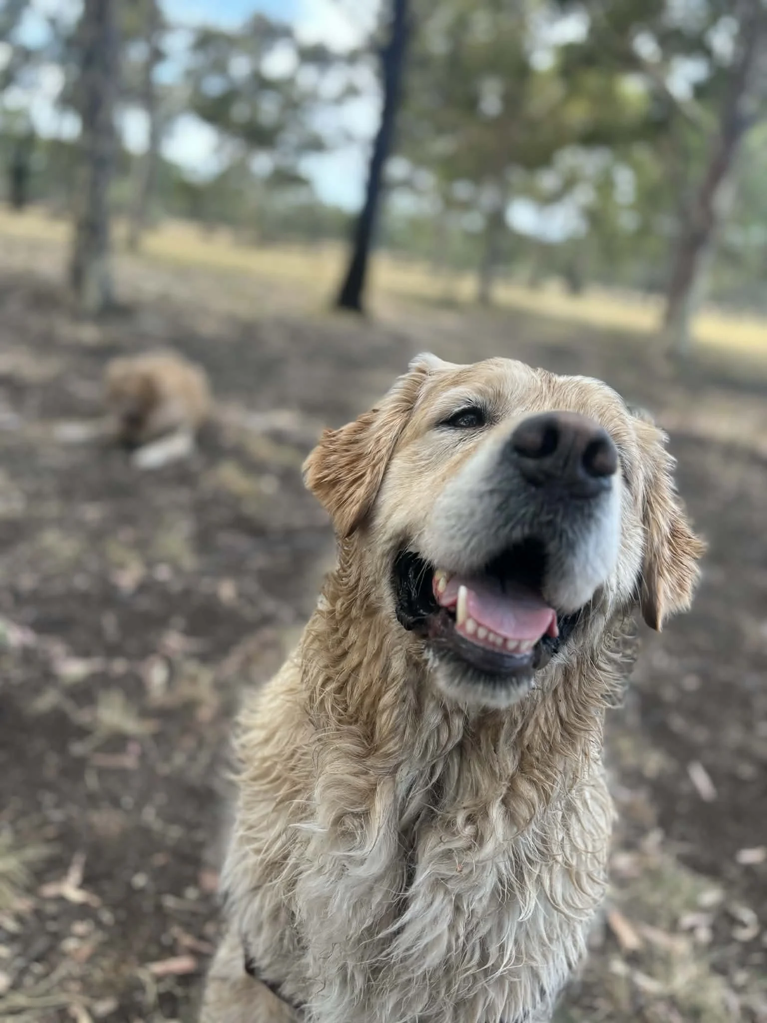 A happy golden retriever dog with wet fur standing outdoors in a wooded area with trees and fallen leaves in the background.