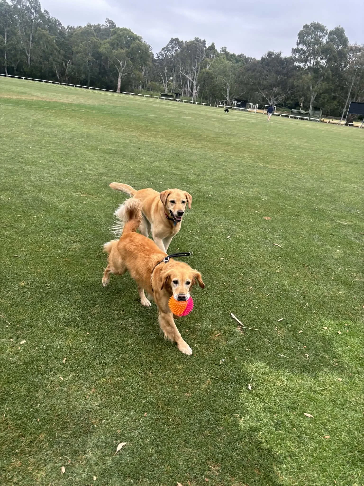 Two golden retrievers playing on a grassy field, one with a pink and orange toy, a person in the distance, and trees and structures in the background.