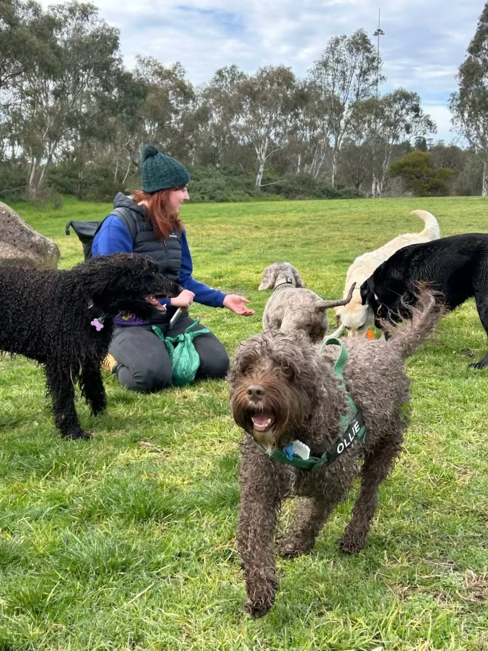 Woman kneeling on grass in park, surrounded by five dogs of different breeds and sizes, with trees and cloudy sky in background.