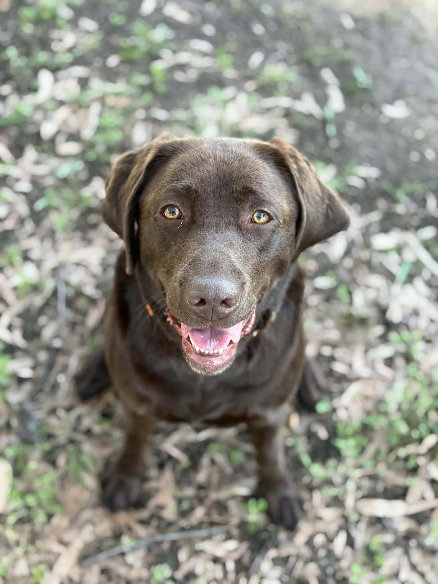 A close-up of a brown dog with amber eyes looking up at the camera, standing outdoors on a ground covered with fallen leaves and some green plants.