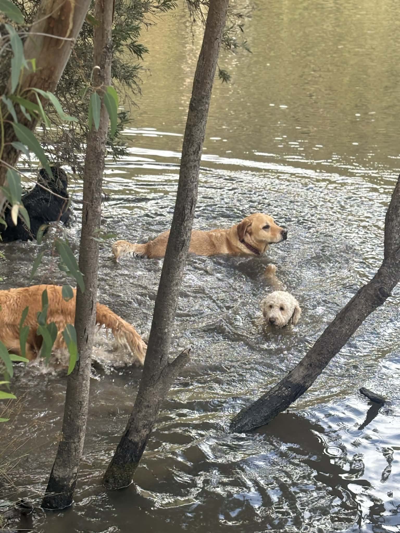 Four dogs swimming in a calm river, partially obscured by tree trunks and branches in a natural outdoor setting.
