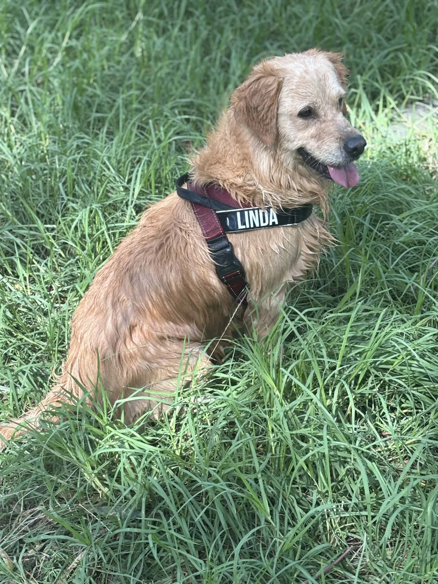 A happy wet golden retriever wearing a black collar with the name 'LINDA' embroidered on it, sitting in tall green grass outdoors.