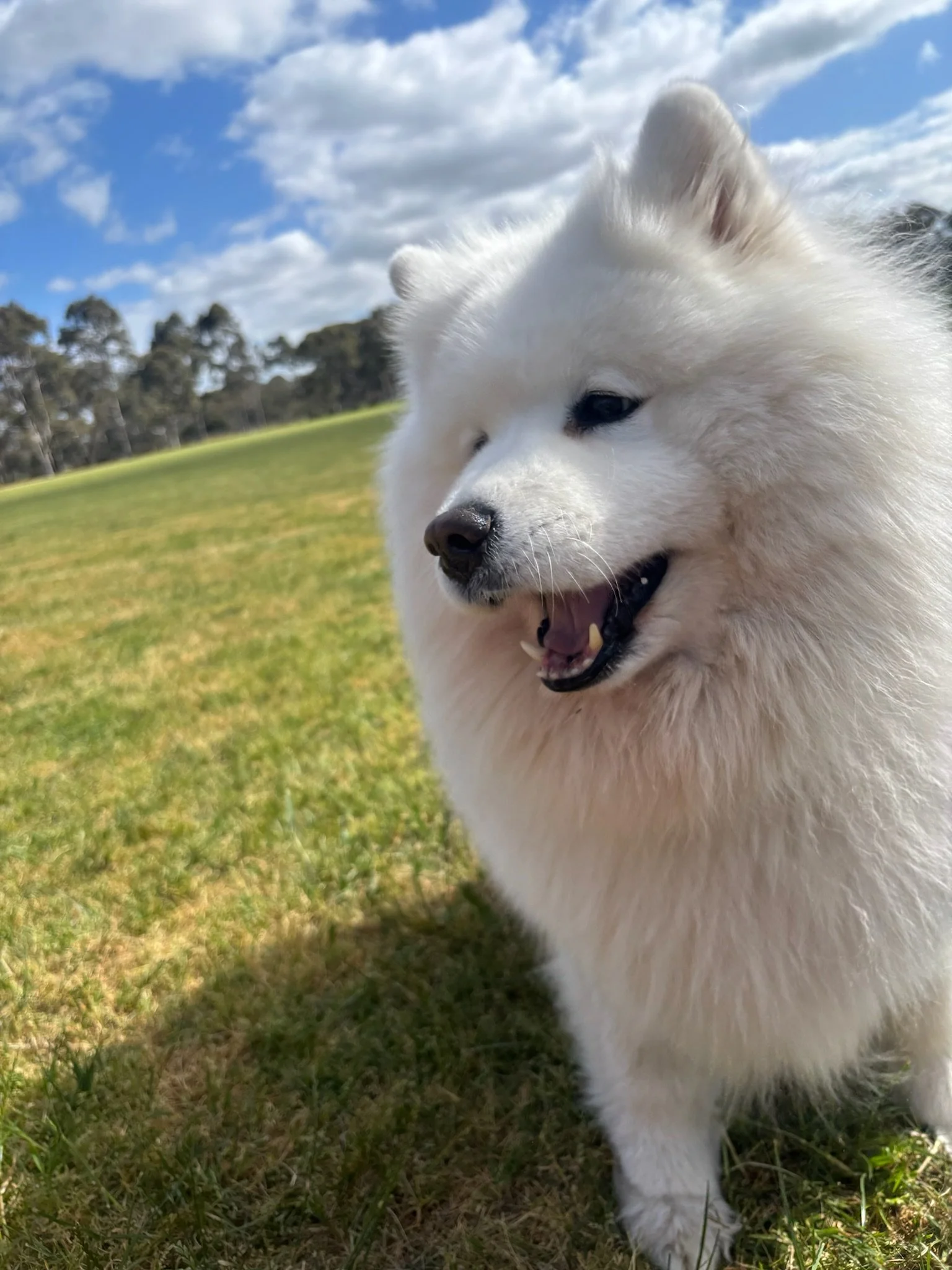 Close-up of a white fluffy dog, likely a Samoyed, with a black nose, dark eyes, and an open mouth showing teeth, standing on green grass with trees and a partly cloudy blue sky in the background.