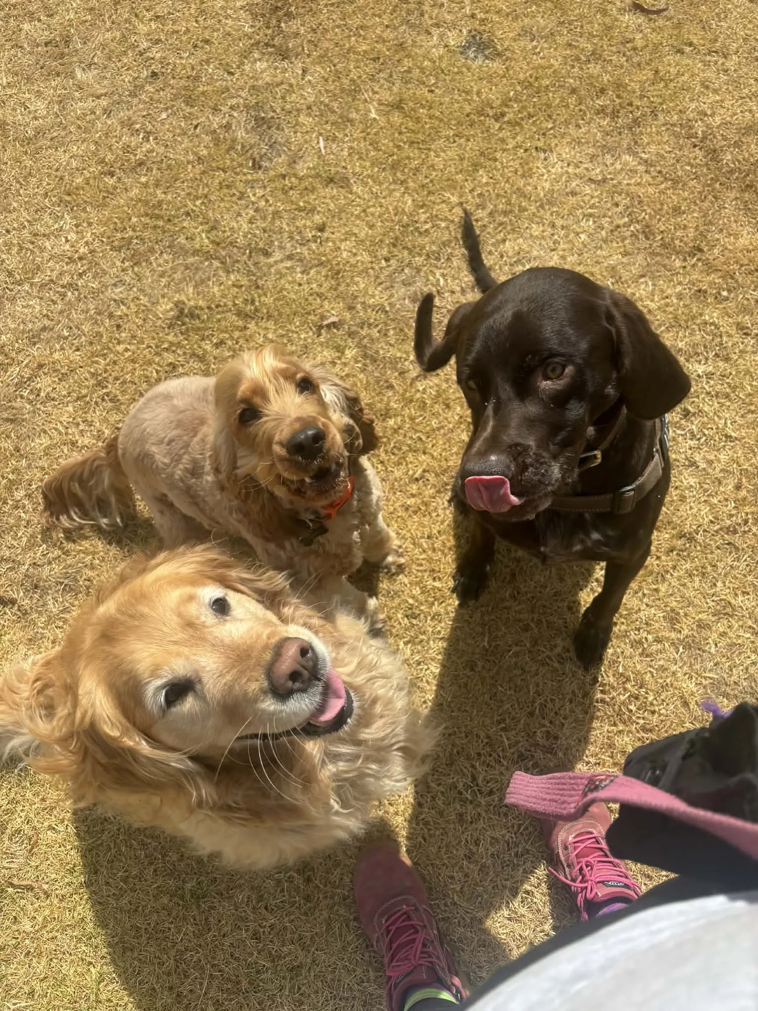 Four dogs standing on dry, yellowish grass, with a person's legs and pink shoes visible at the bottom of the image.