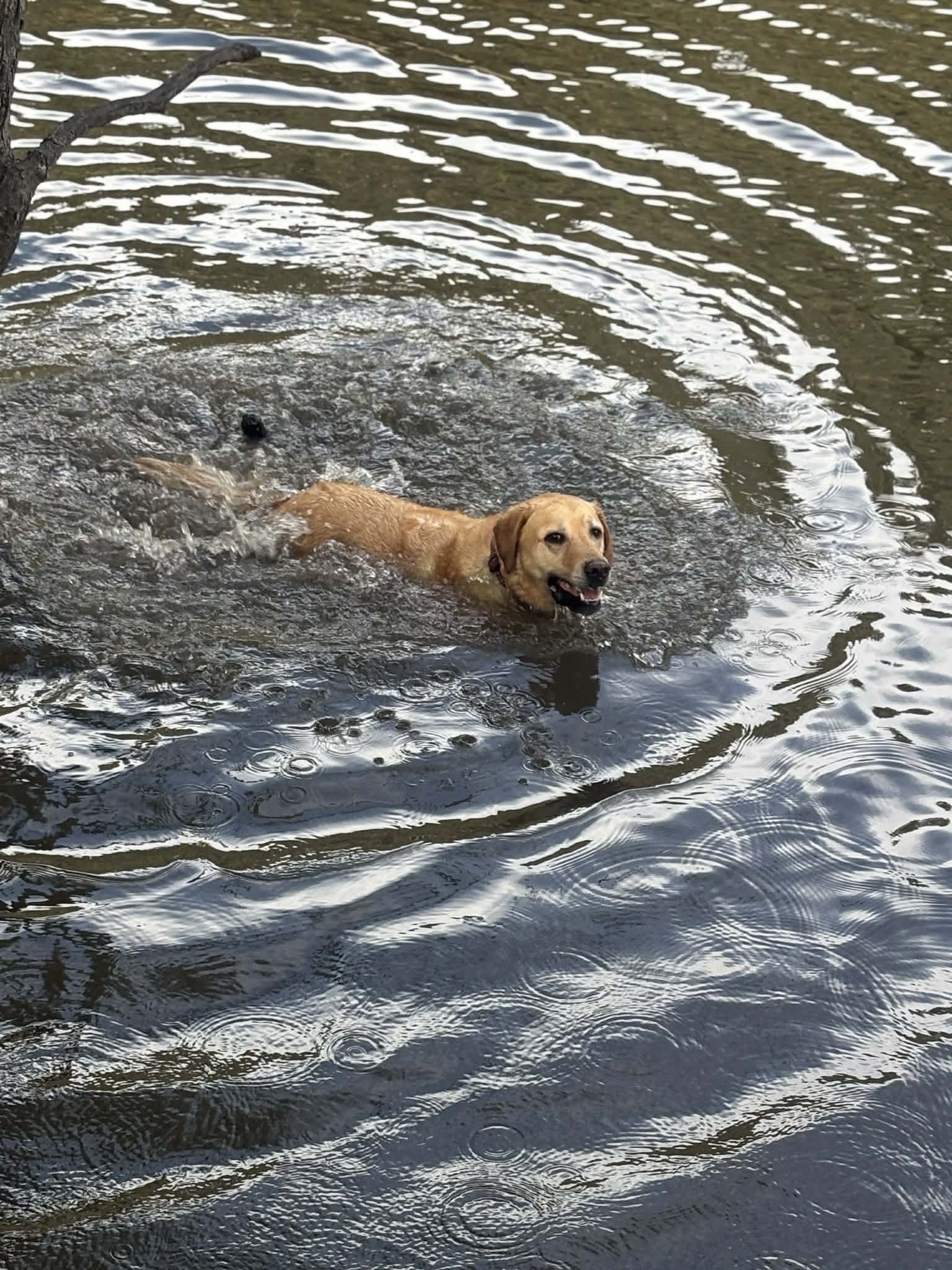 A golden retriever swimming in a body of water, with ripples around it and a tree branch extending into the water on the left side.