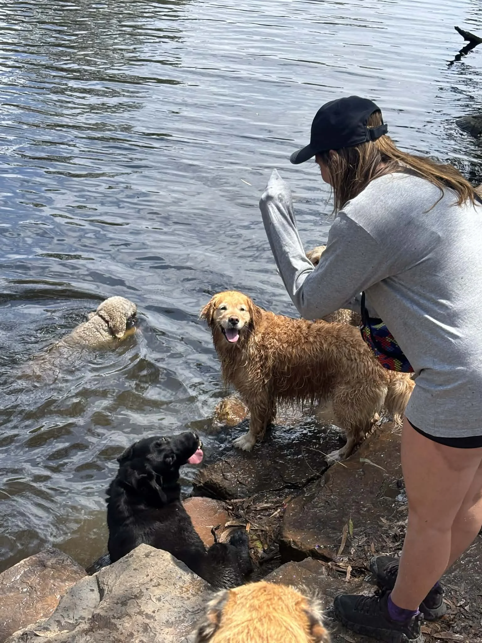Person with long brown hair wearing a black cap and gray sweatshirt playing with several dogs in a river, including a wet golden retriever, a black dog, and a light-colored curly-haired dog. The person is kneeling near the water's edge on rocks.