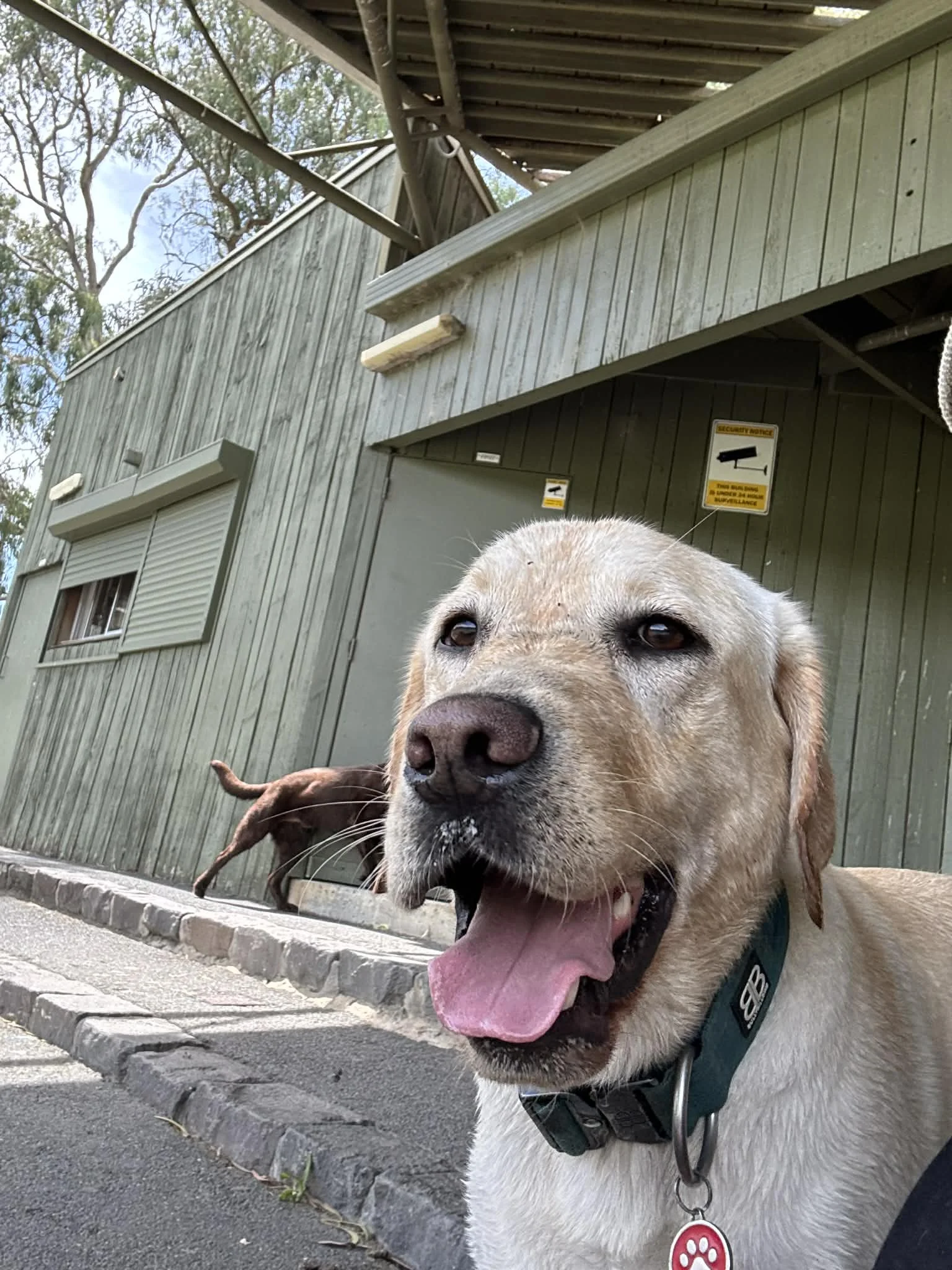 Close-up of a happy dog with its tongue out, standing on a sidewalk in front of a green wooden building with security signs and a tree in the background.