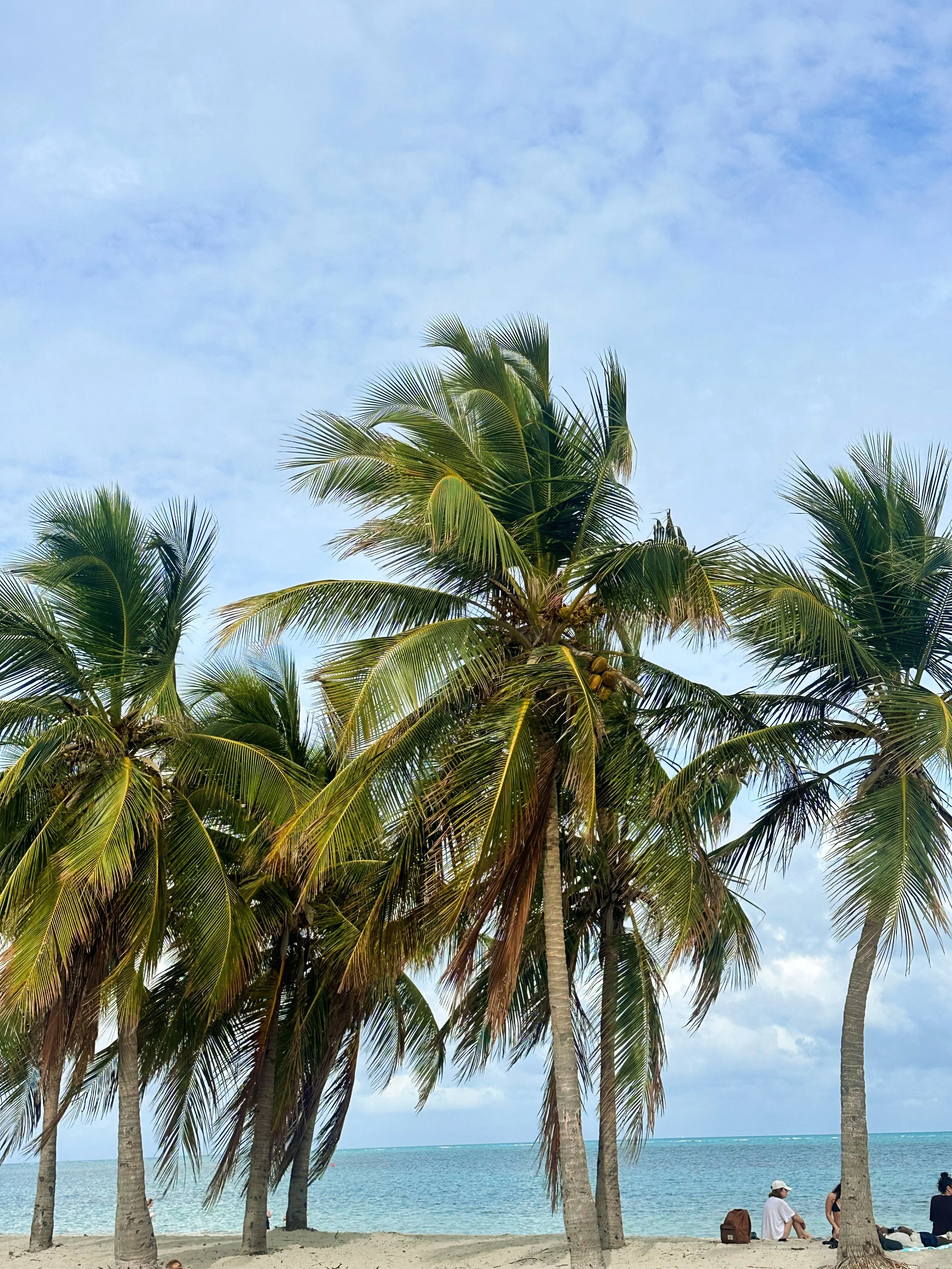 Palms Everywhere, Key Biscayne FL