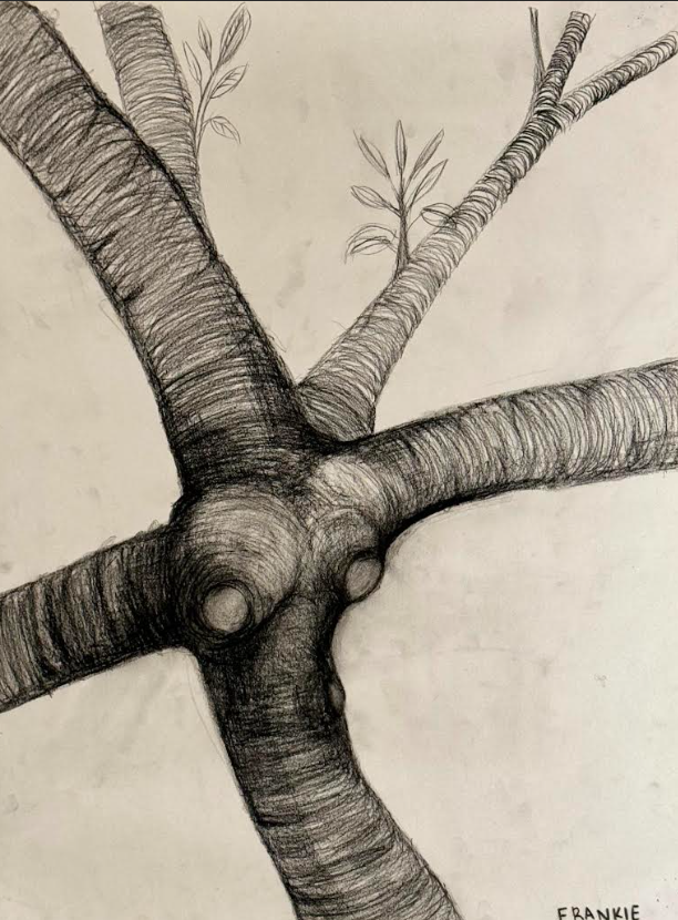 A pencil sketch of tree branches with textured bark and small leaves on one branch, signed 'Frankie' in the bottom right corner.