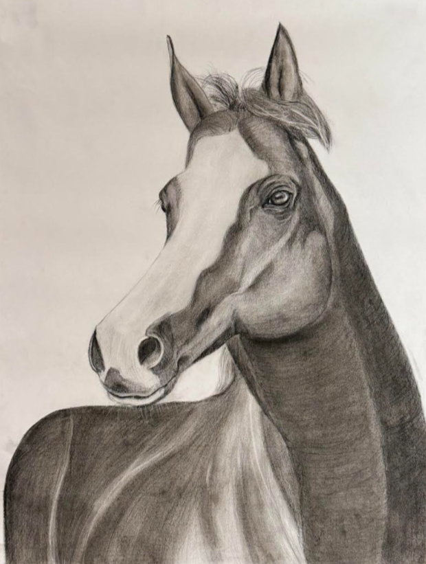 Black and white pencil sketch of a horse's head and upper body, facing slightly to the right, with detailed shading.