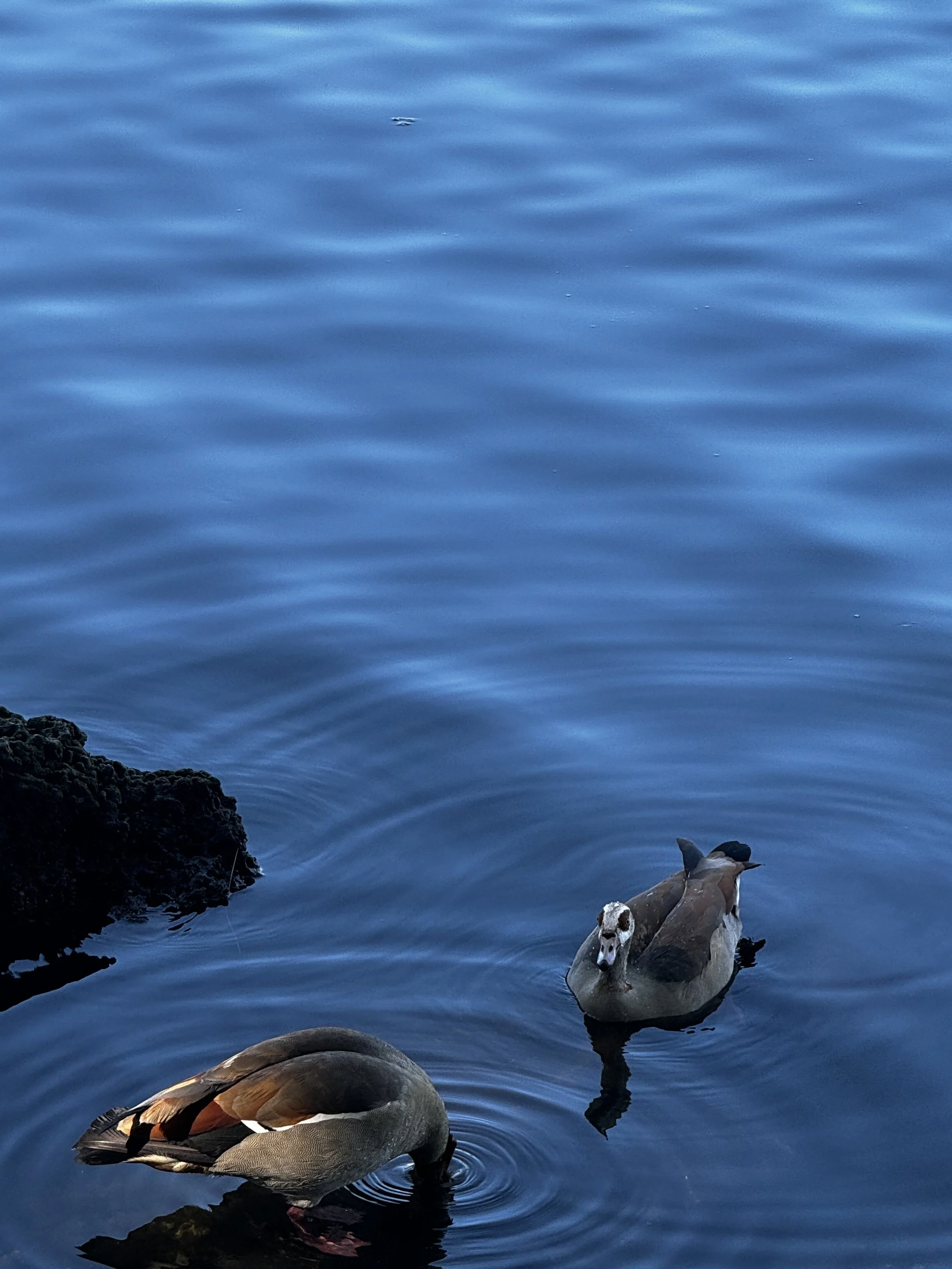Two ducks in a row, Miami FL