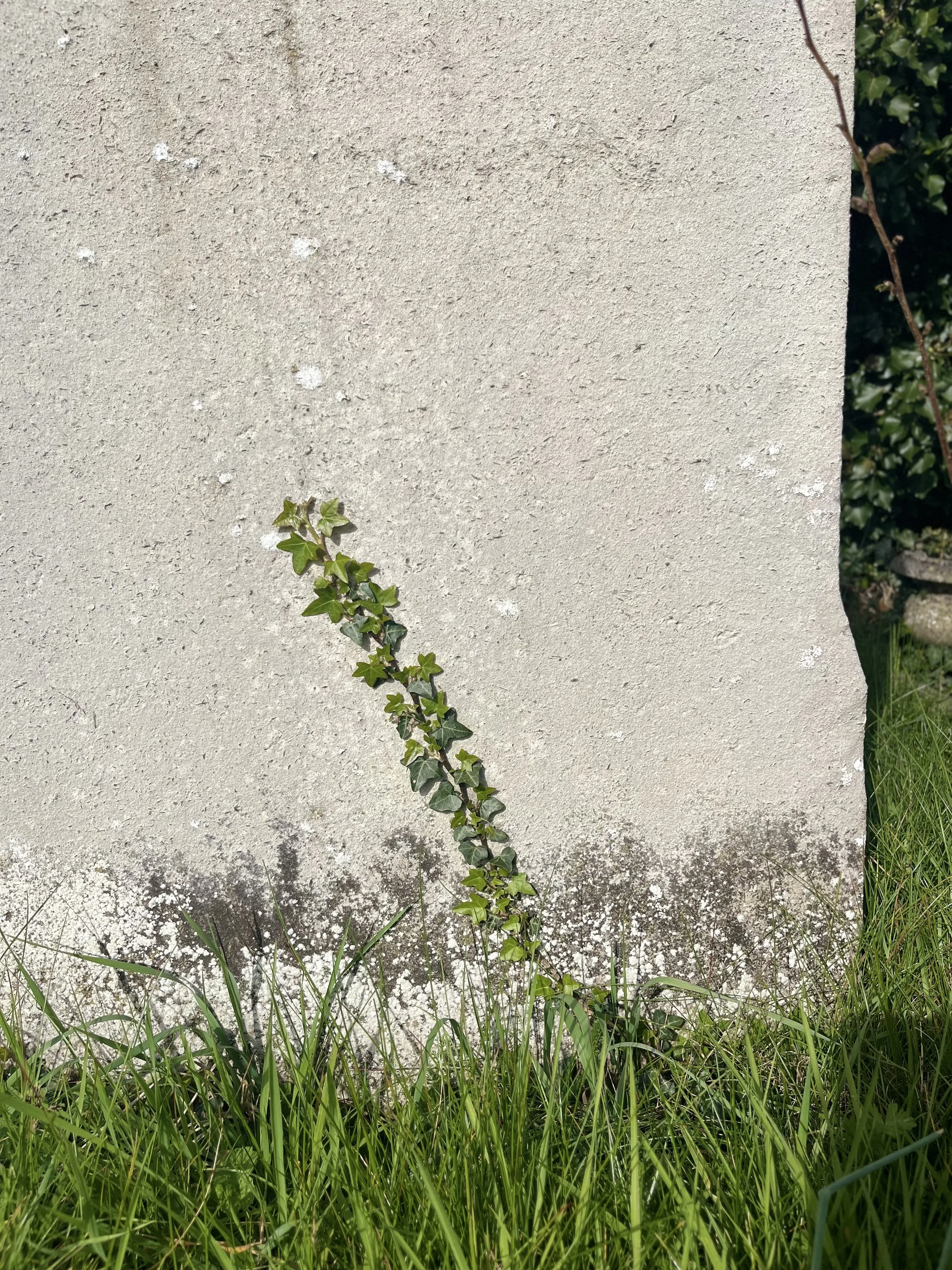 Ivy growing at the base of a weathered concrete wall.
