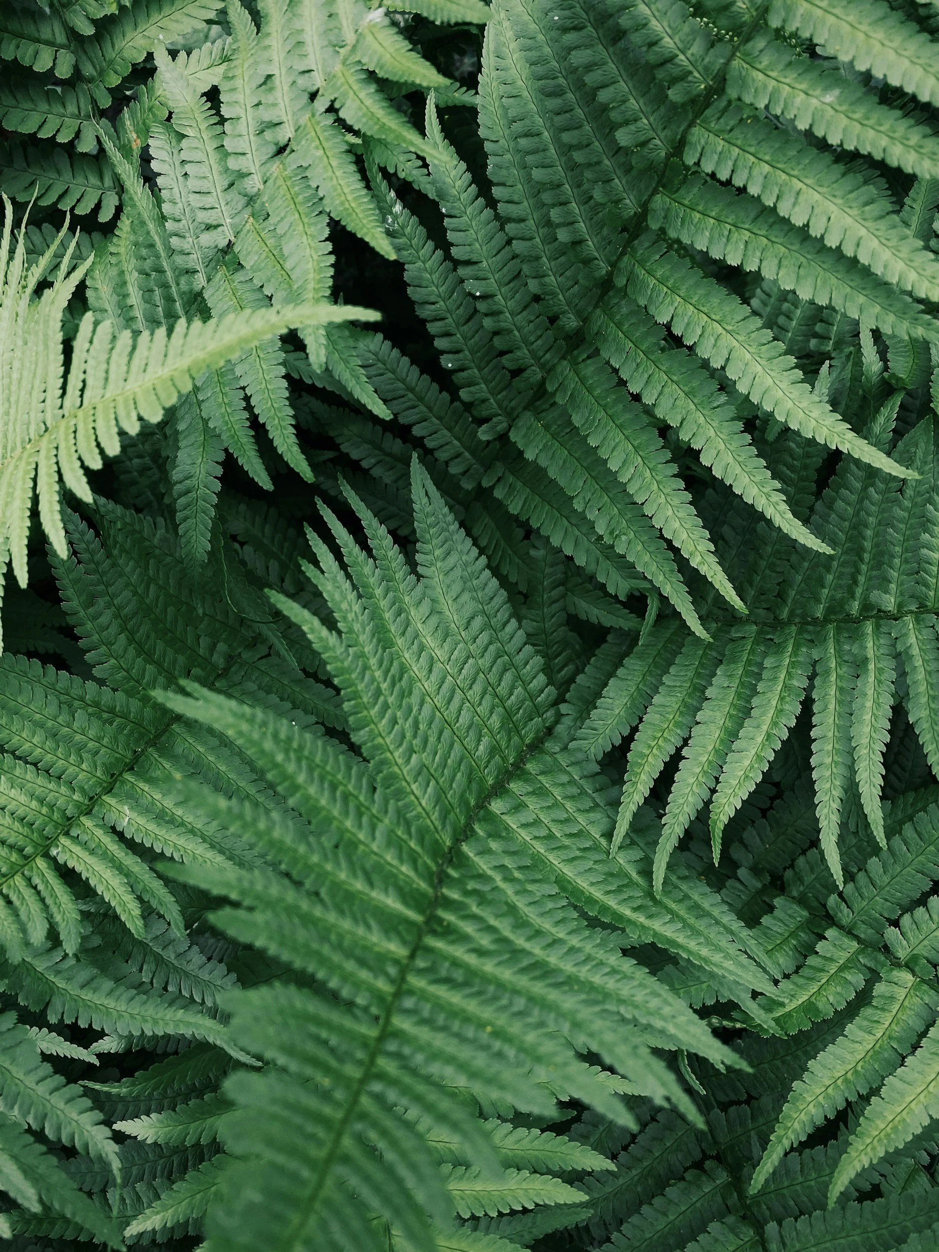 Close-up of green fern leaves overlapping each other.