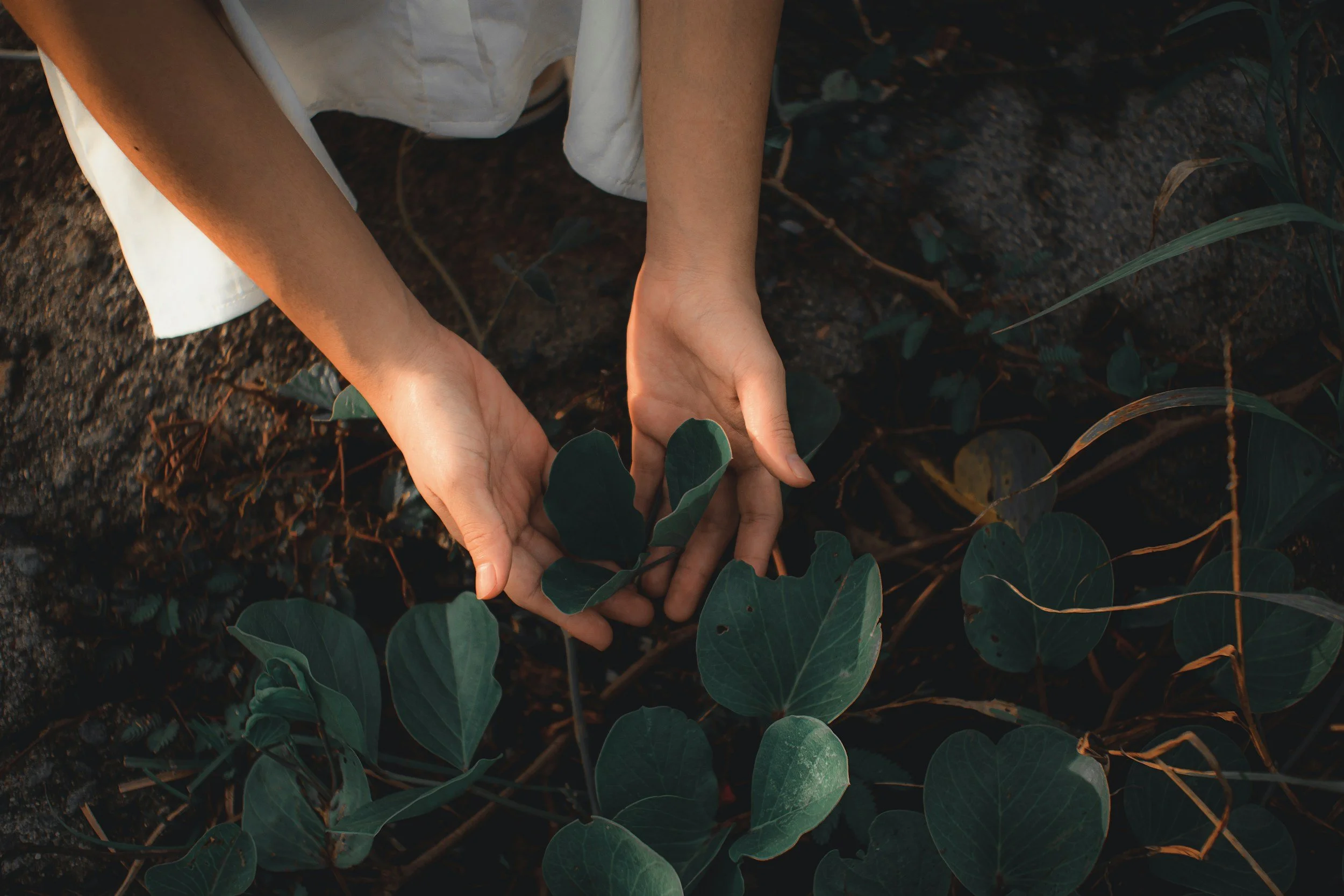 Hands holding green leaves representing sustainable wellness and growth