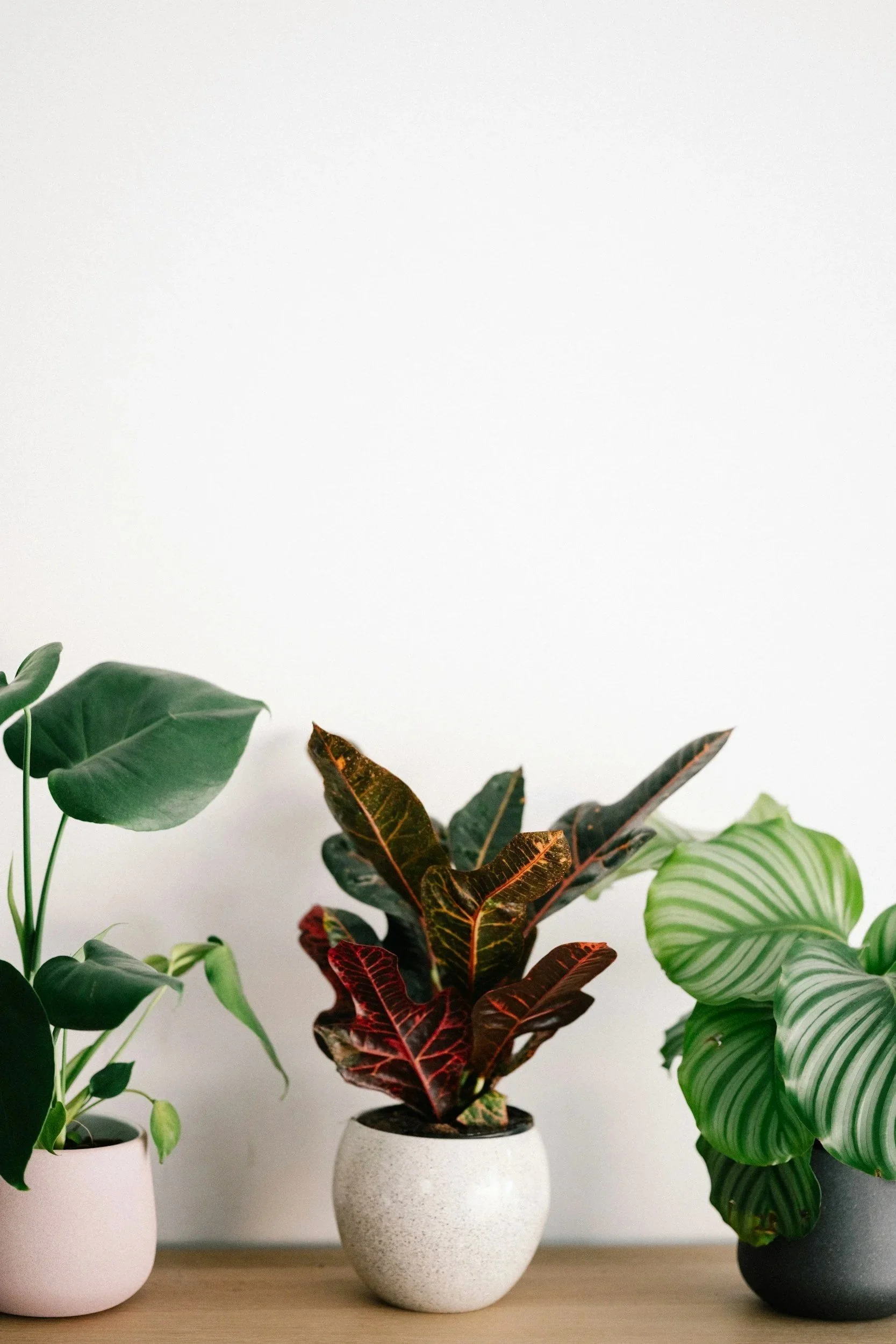 Indoor plants arranged in a calming wellness-inspired space