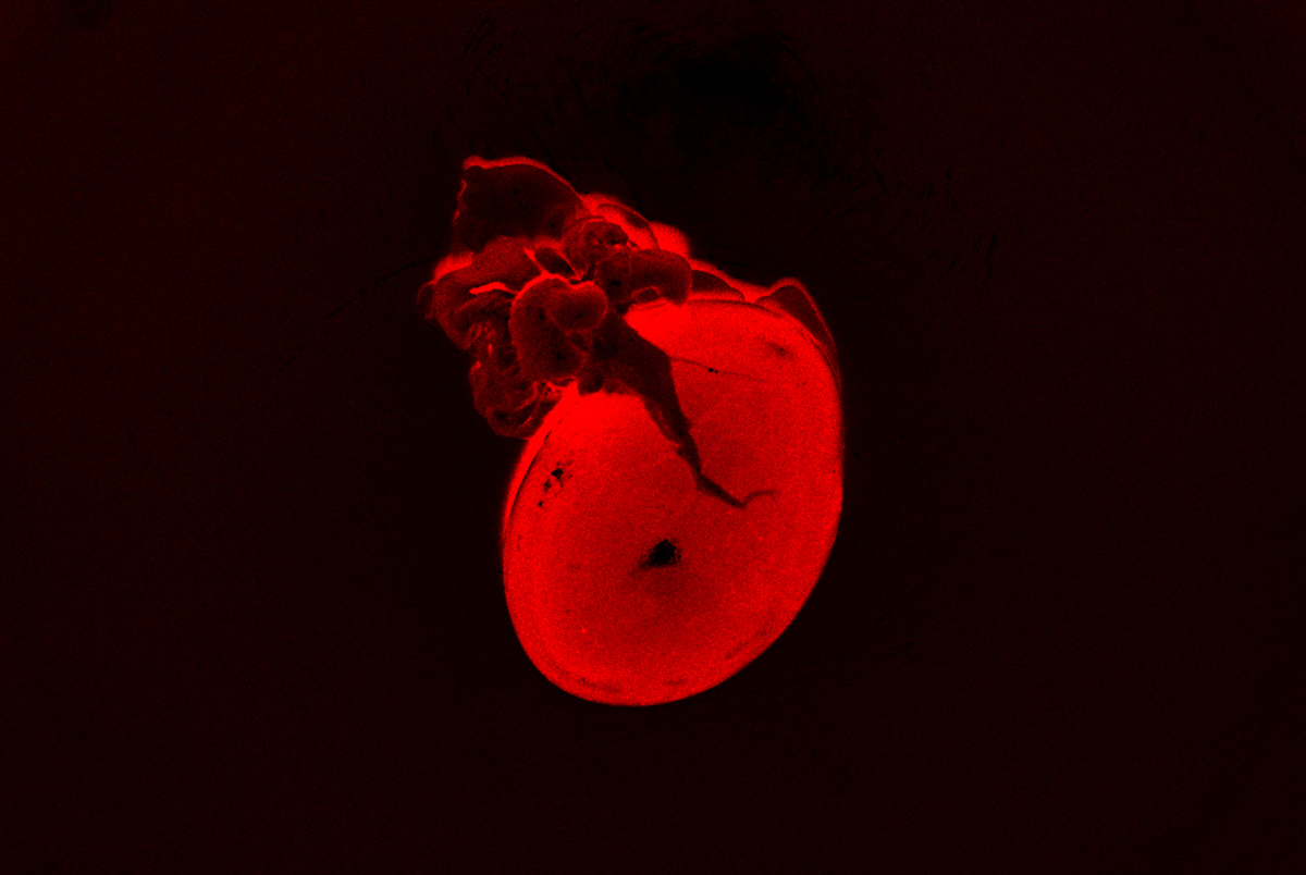 OLIVIA MROZ_11 48_002.png