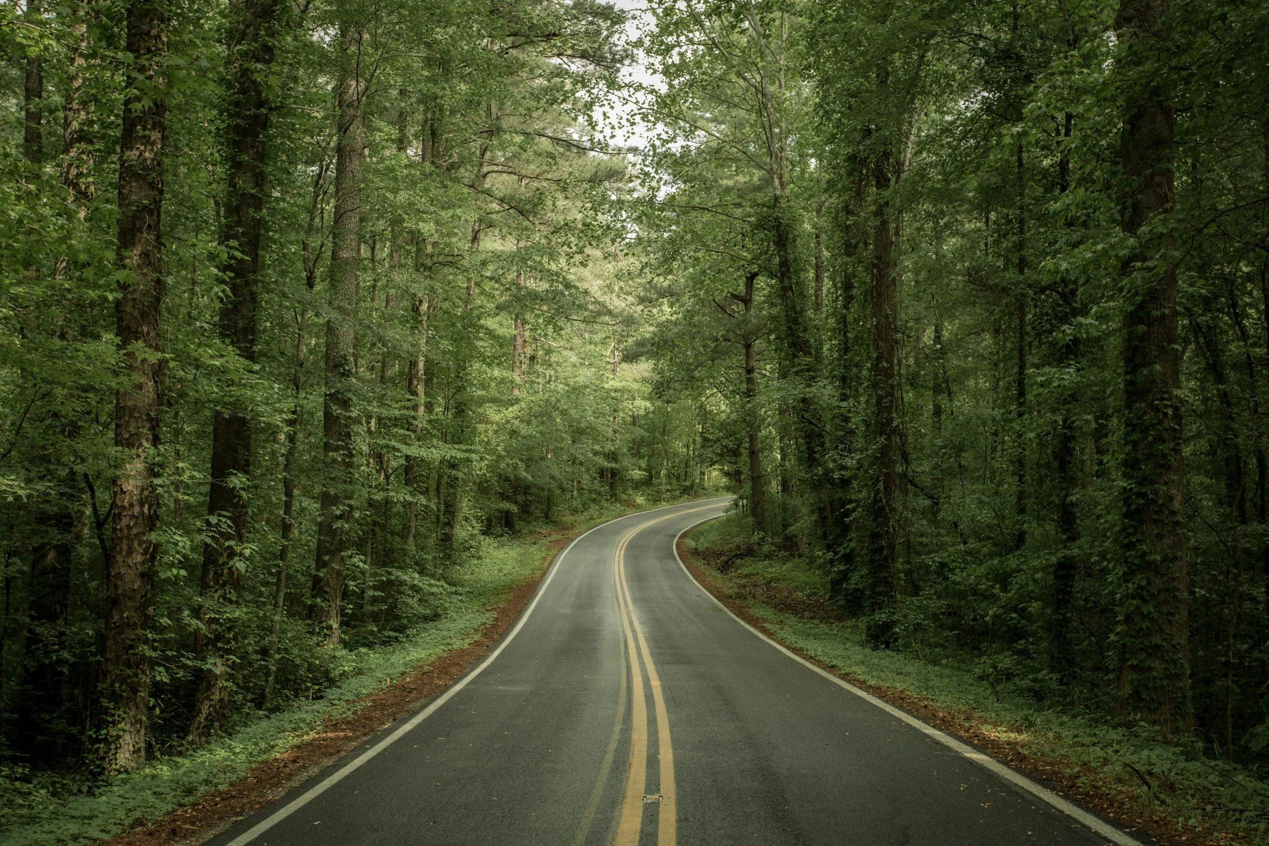 A winding two-lane road leads through a dense green forest with tall trees and lush foliage.