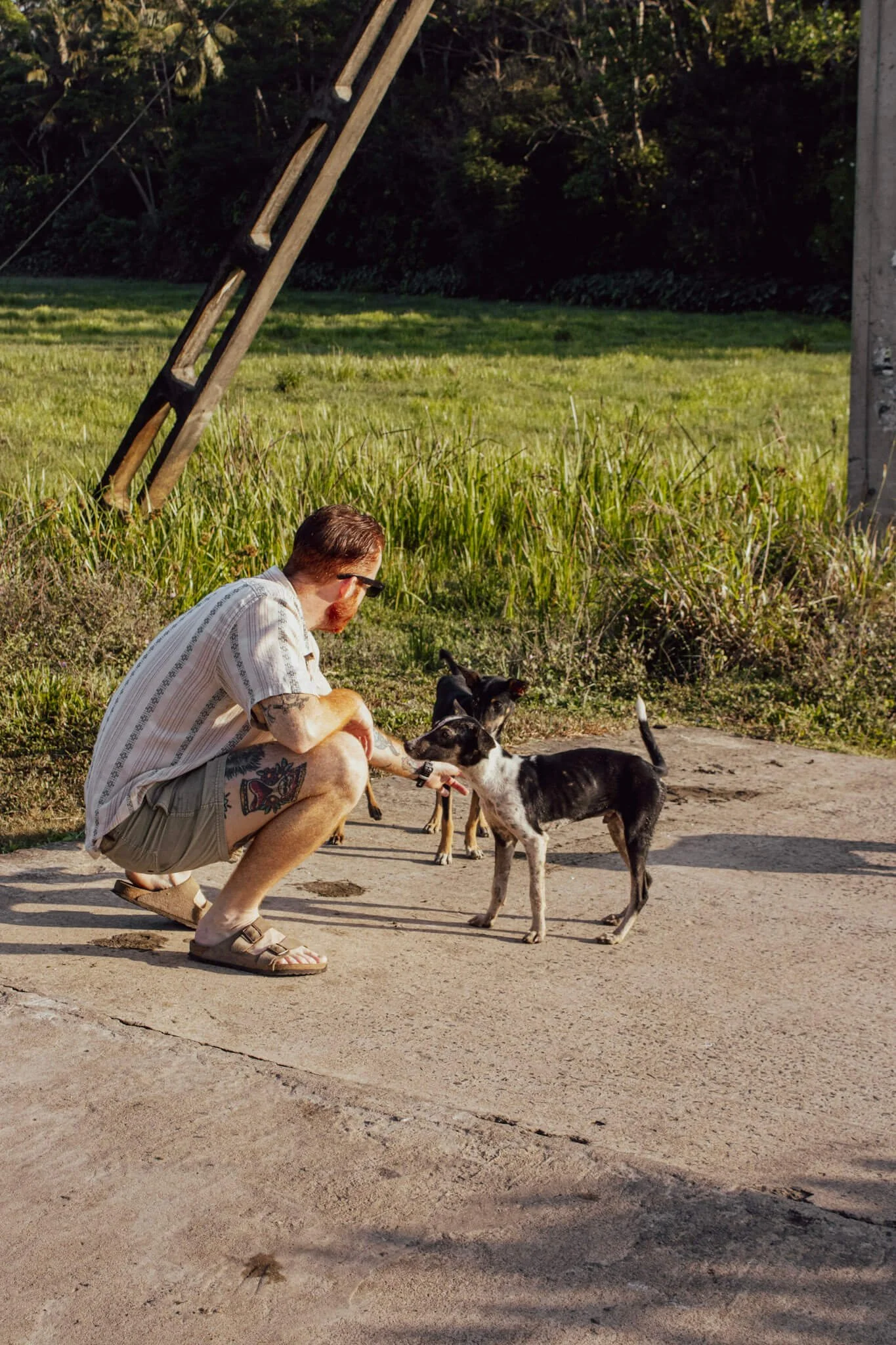 Cam Springett, online sobriety and performance coach, crouched down on a concrete path petting two small black and white street dogs near a paddy field in Ahangama, Sri Lanka, wearing a linen shirt, shorts and sandals.