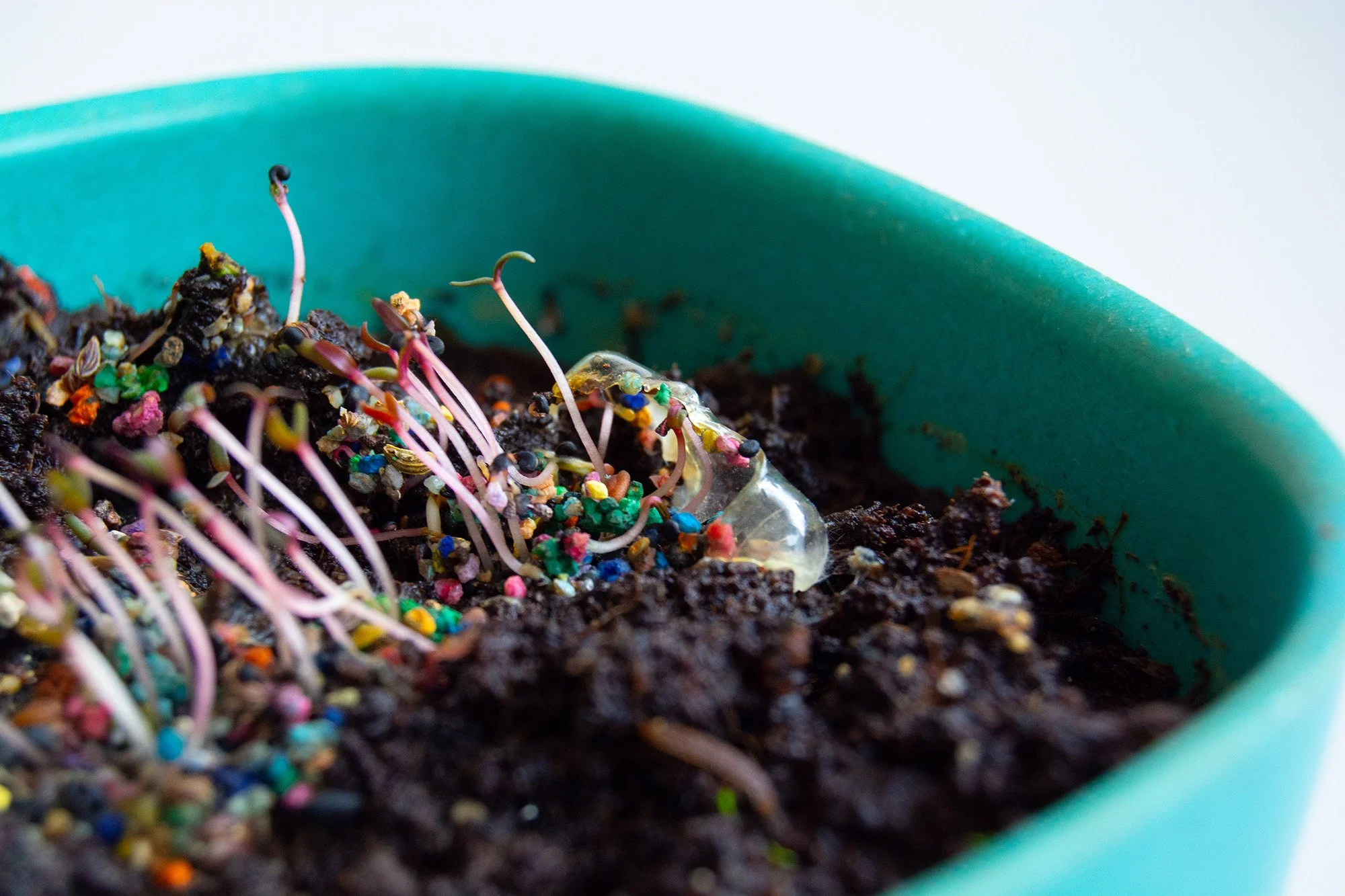 Seedpill_germinando_4.jpg