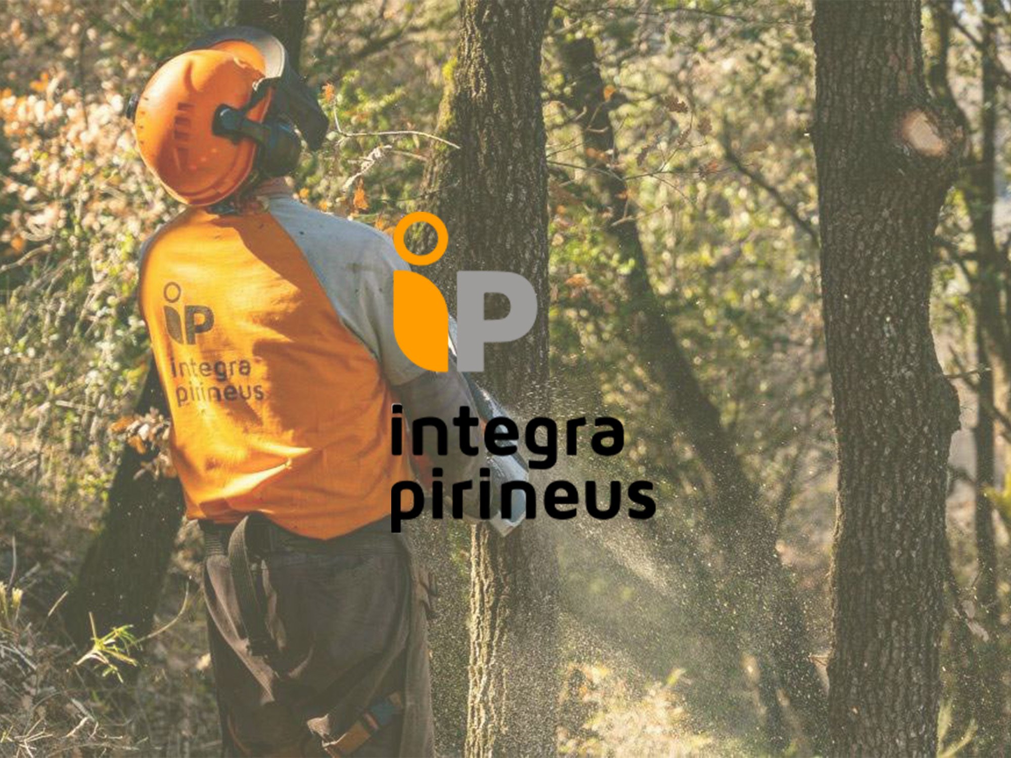 Un trabajador en un bosque, usando casco y chaleco naranja, cortando árboles con una motosierra.