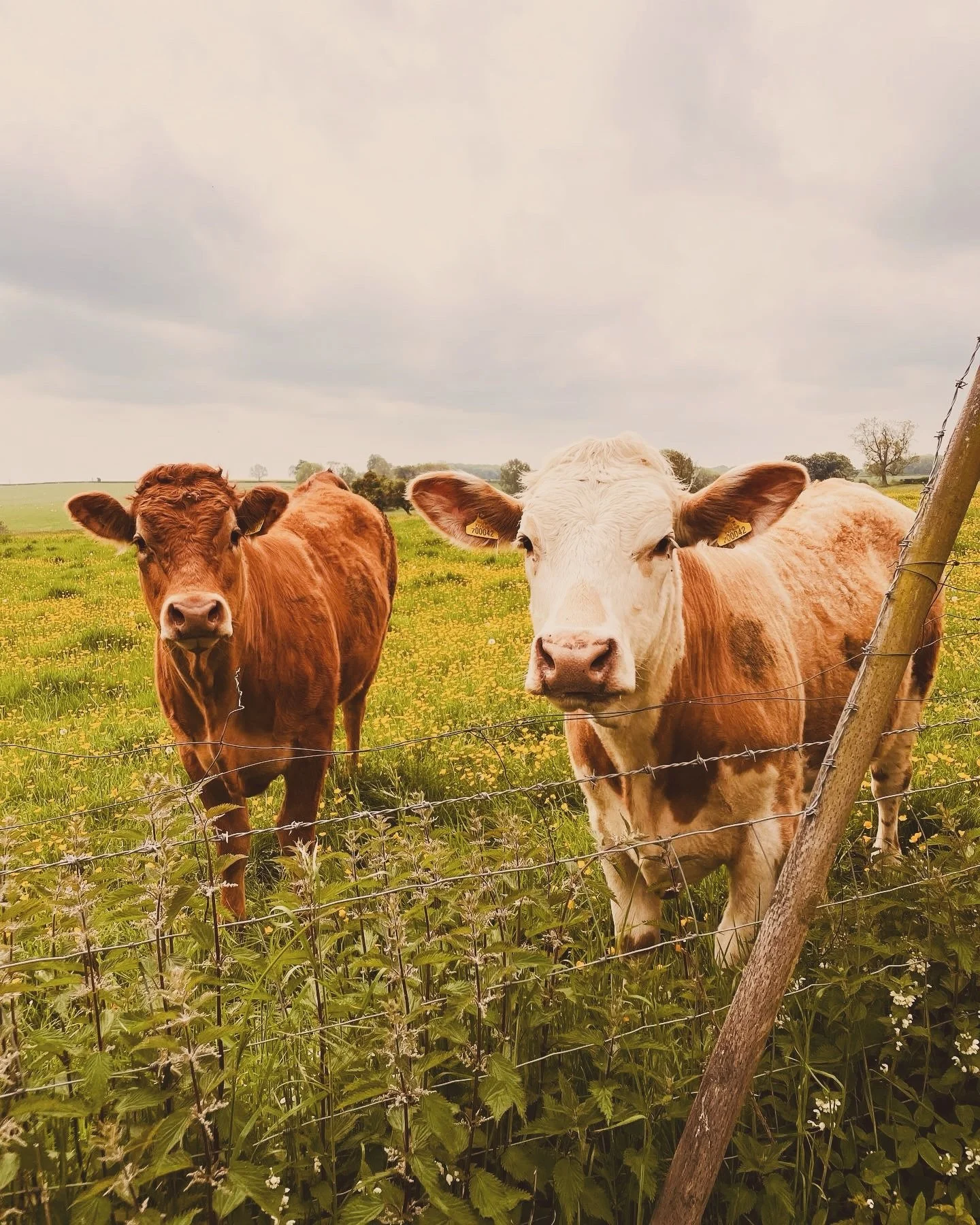 Longer, warmer days are upon us. The lambs are bouncing around in the fields, the daffodils are in full bloom and the birds are singing&hellip;

Arden Grace Interiors takes inspiration from these beautiful surroundings and the changes in nature that 