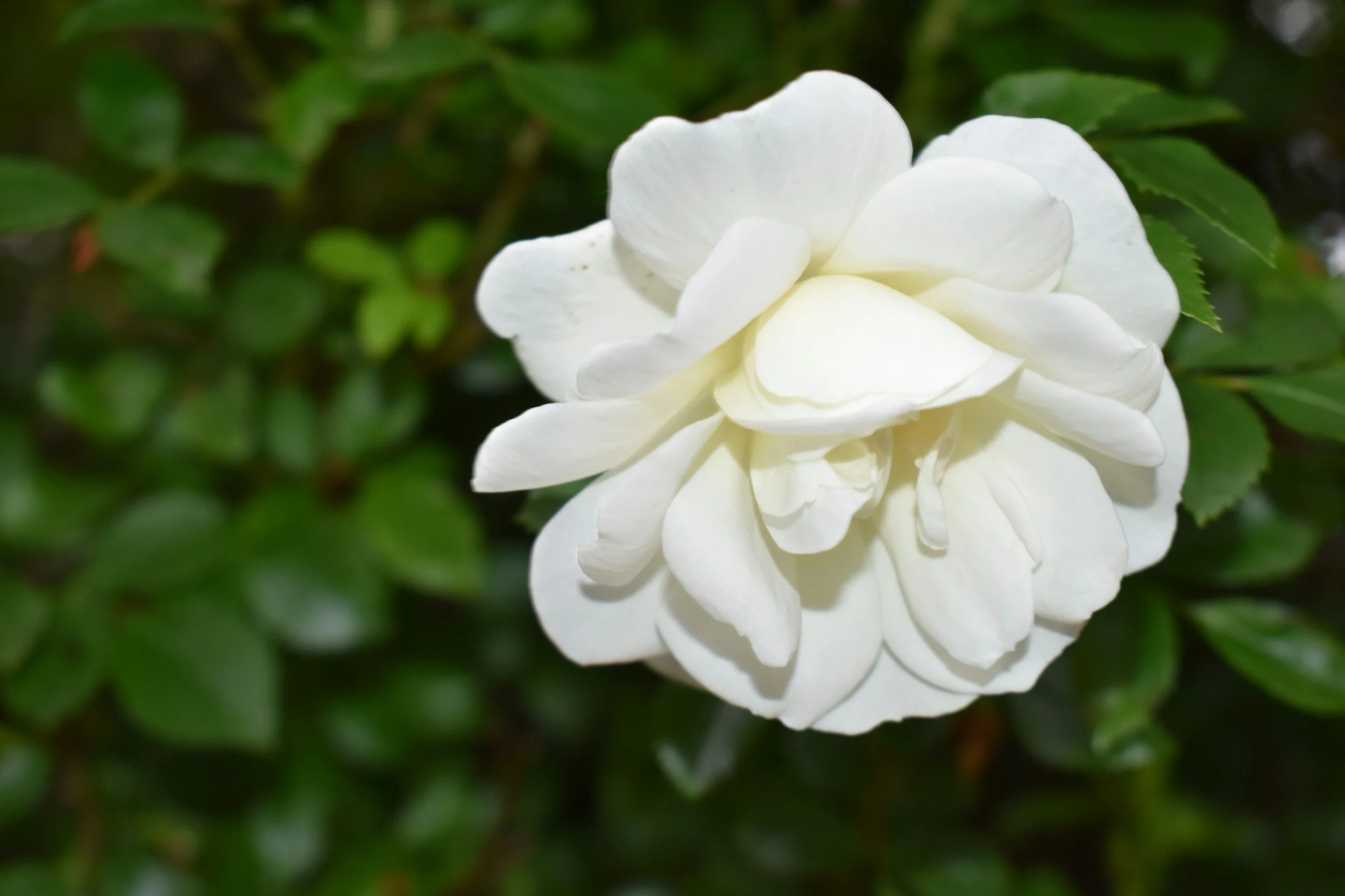 Close-up of a white camellia flower in full bloom, surrounded by green leaves.