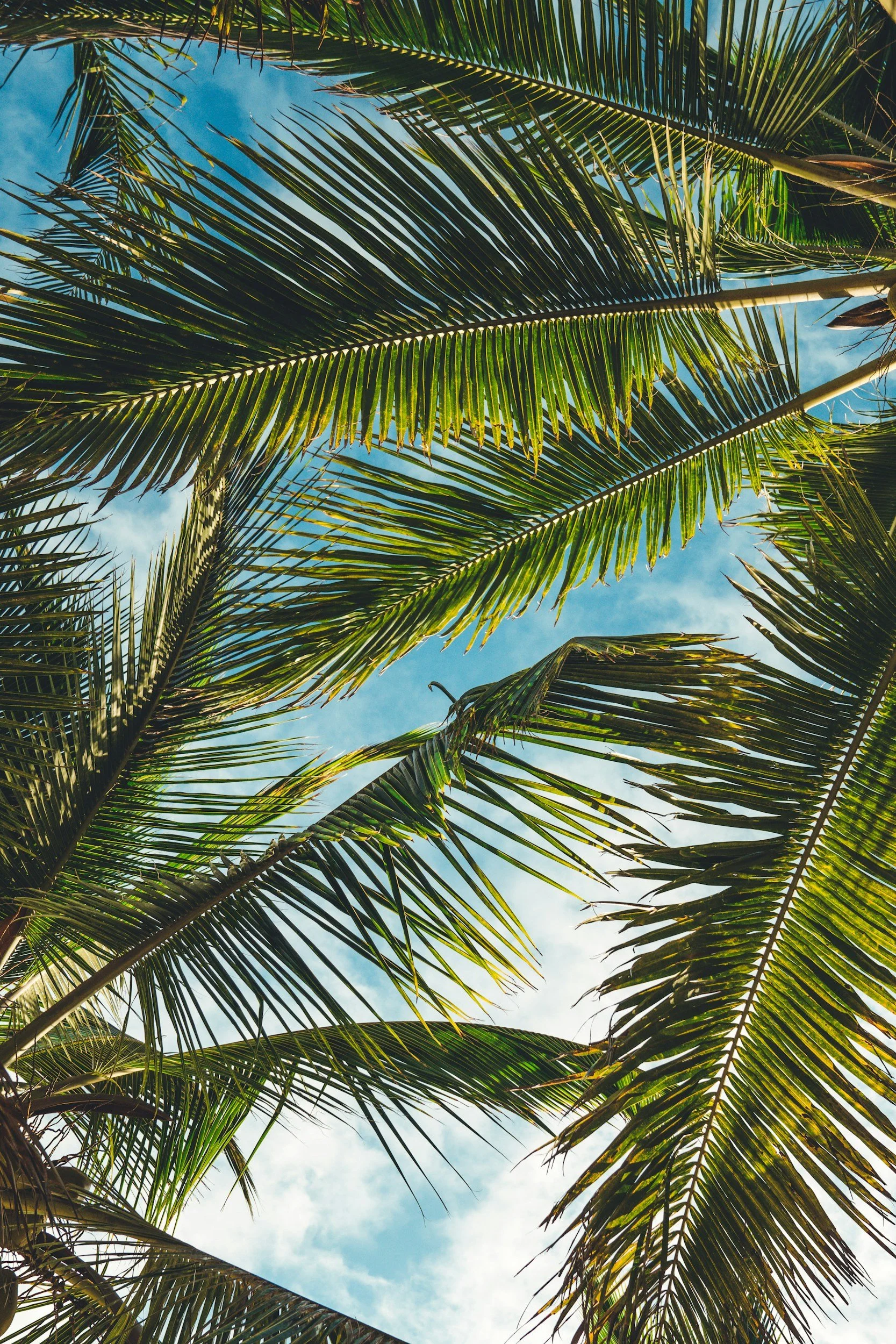 Palm trees viewed from below against bright Bermuda sky, reflecting local environment and independent perspective