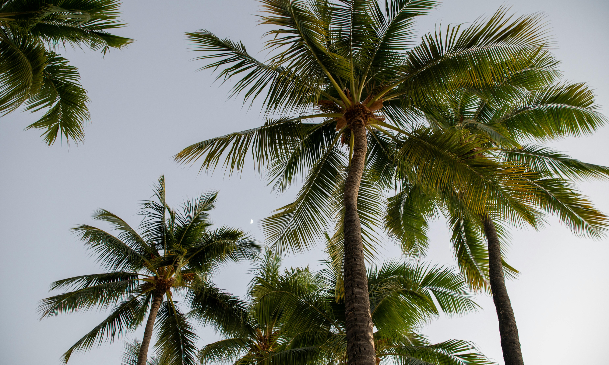 Palm trees against sky in Bermuda, reflecting tropical environment and local insurance market context